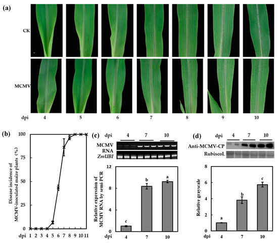 Nitric Oxide as a Downstream Signaling Molecule in