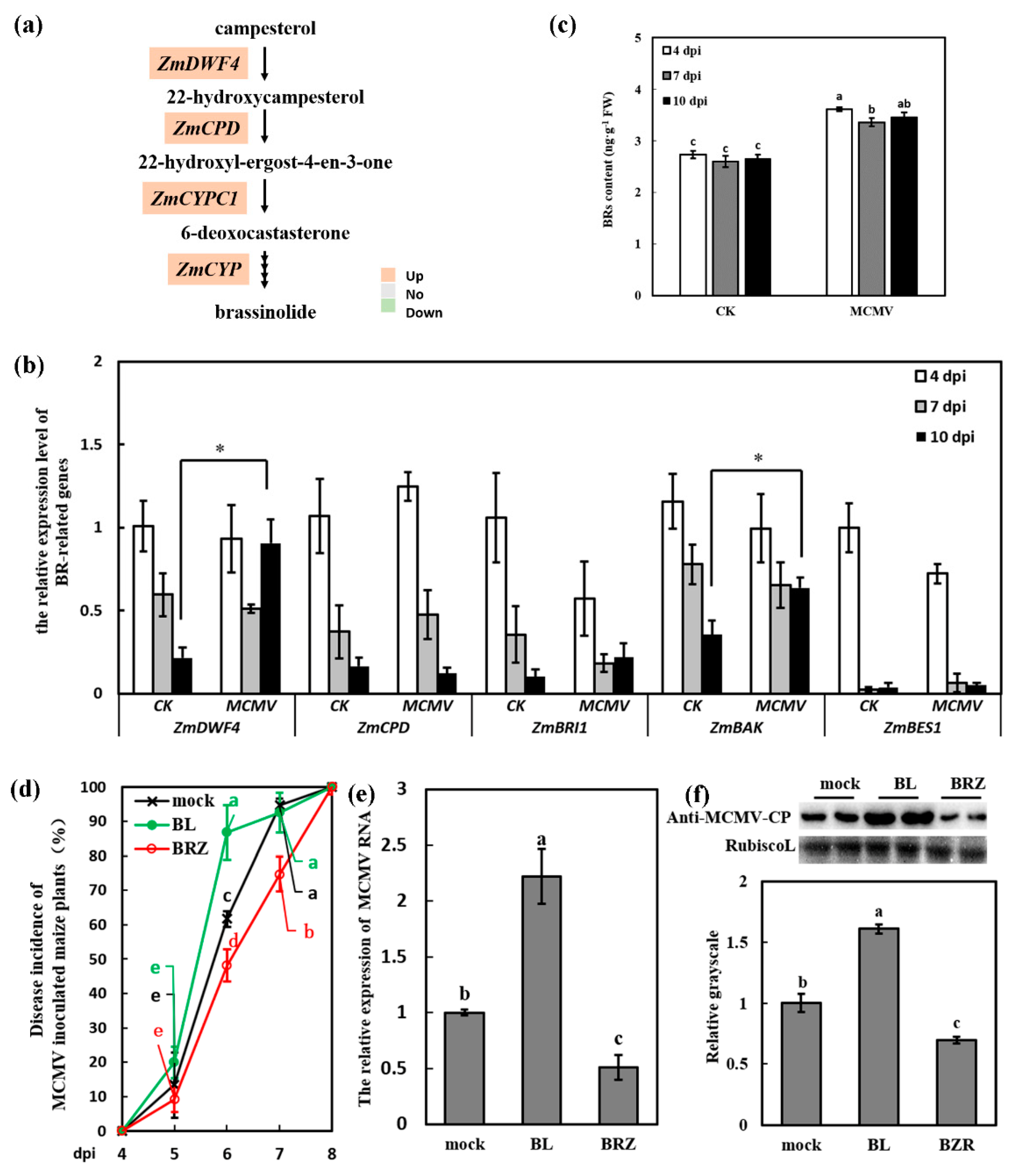 Viruses 11 00368 g003 Viruses 11 00368 g003