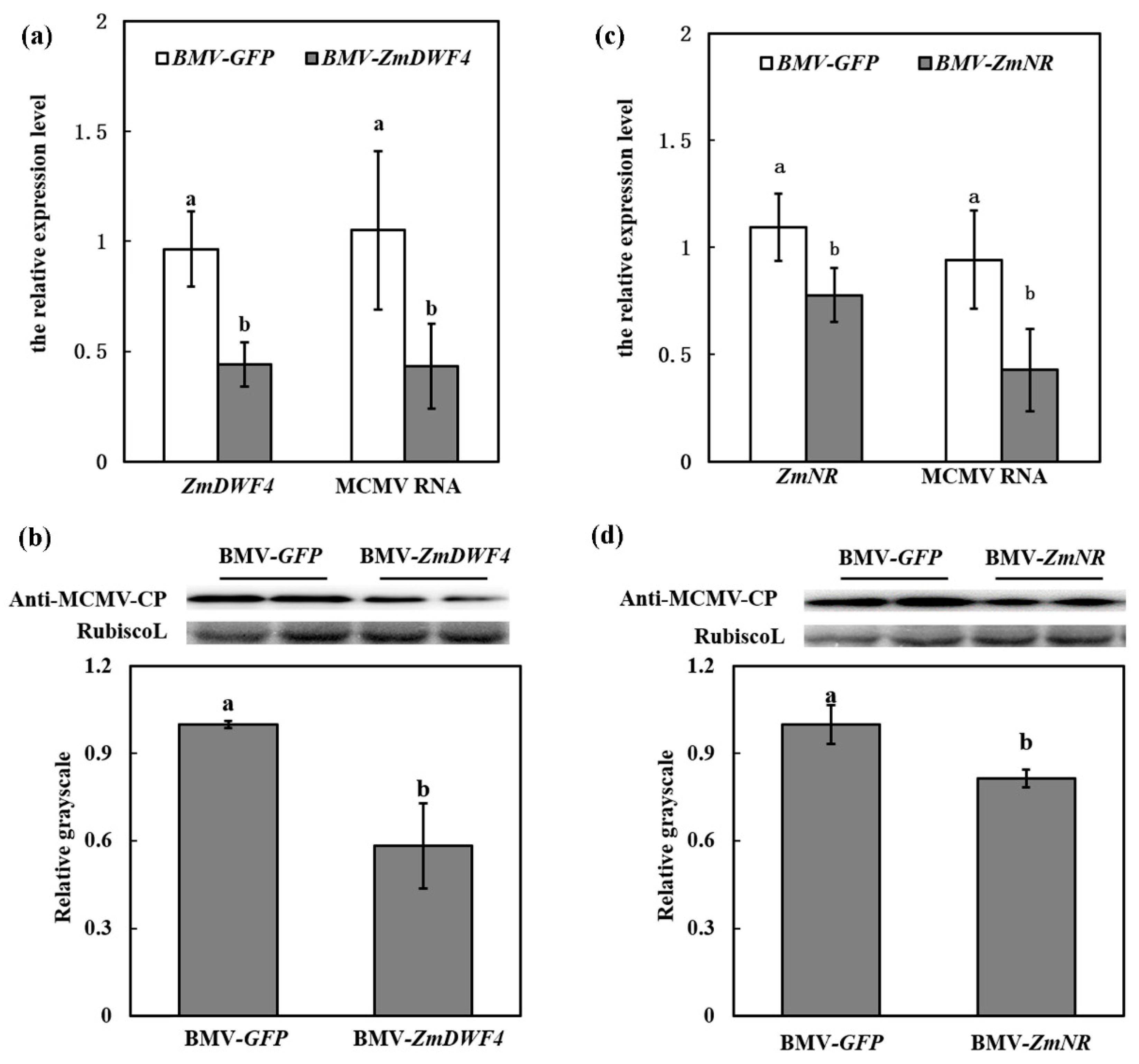 Viruses 11 00368 g007 Viruses 11 00368 g007