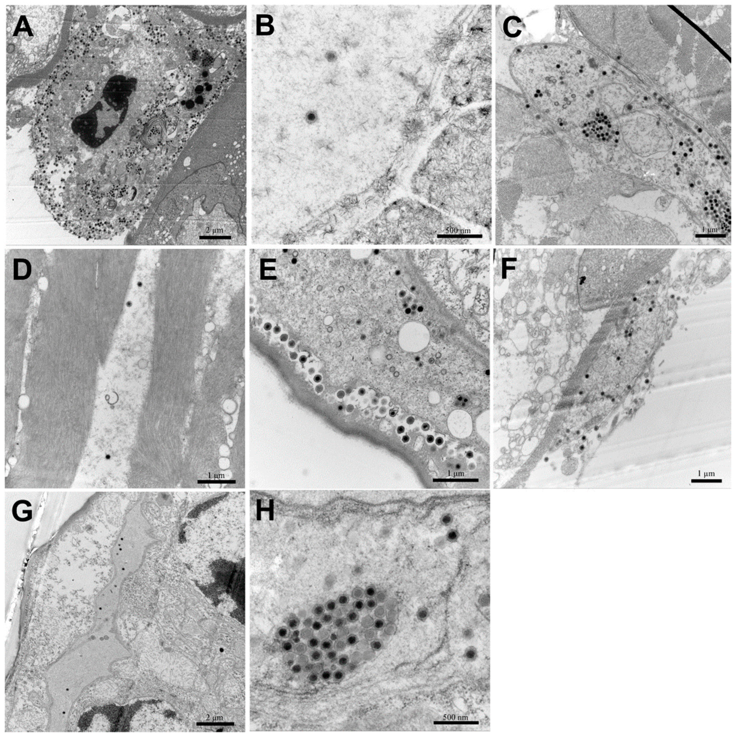 Viruses 11 00387 g007