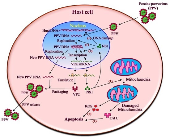 PARVOVIRUSES | AT A GLANCE