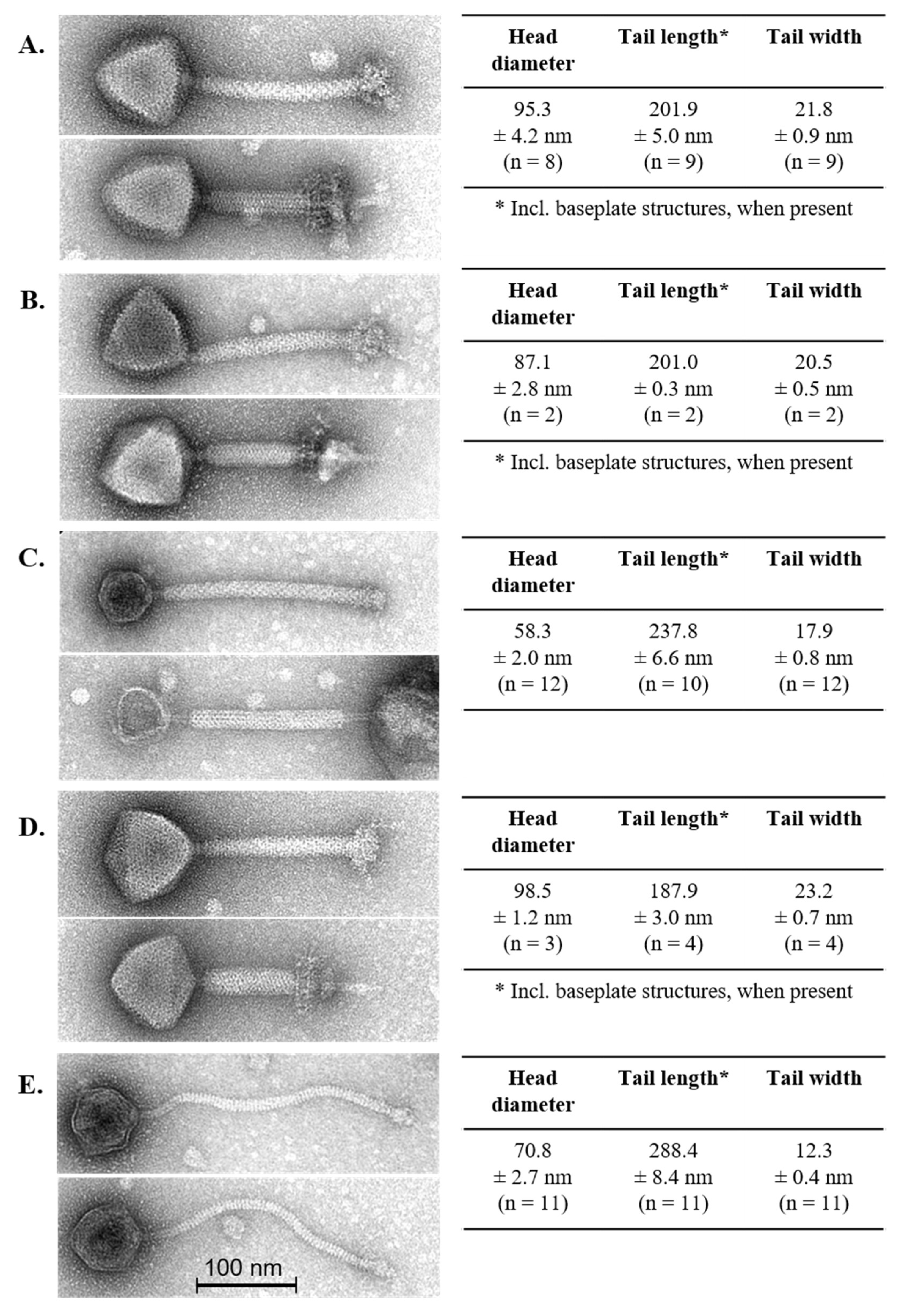 Viruses 11 00393 g001 550