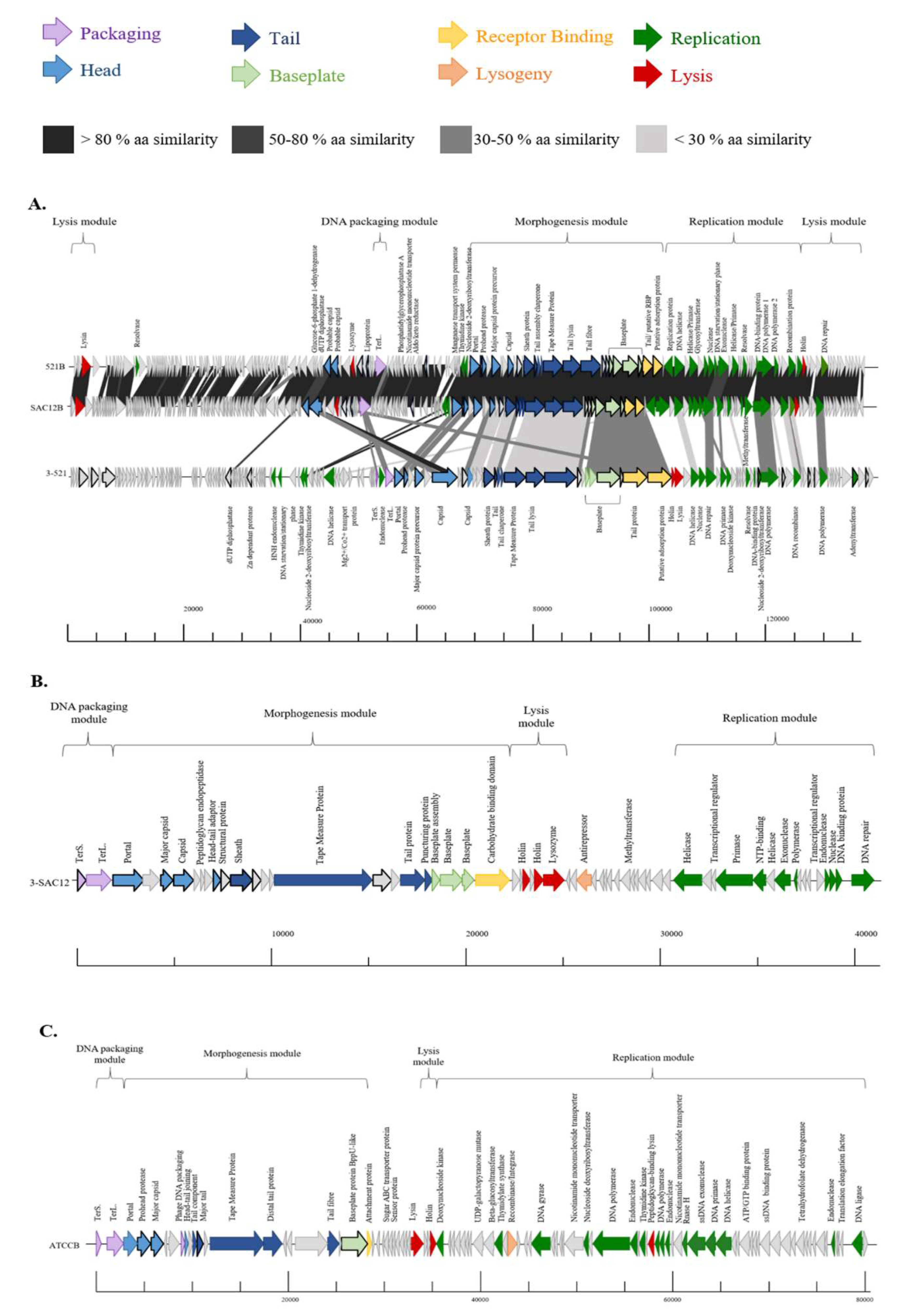 Viruses 11 00393 g003 550