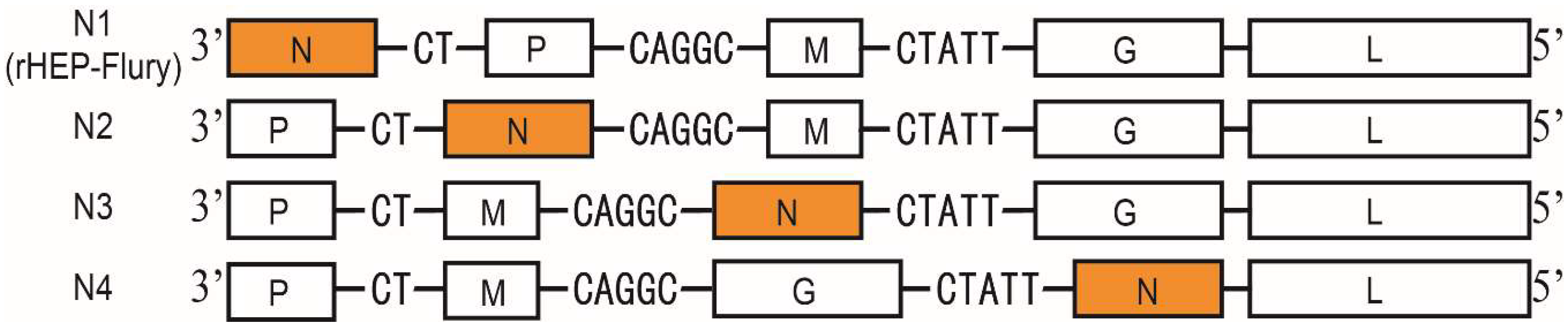 Viruses 11 00402 g001 Viruses 11 00402 g001