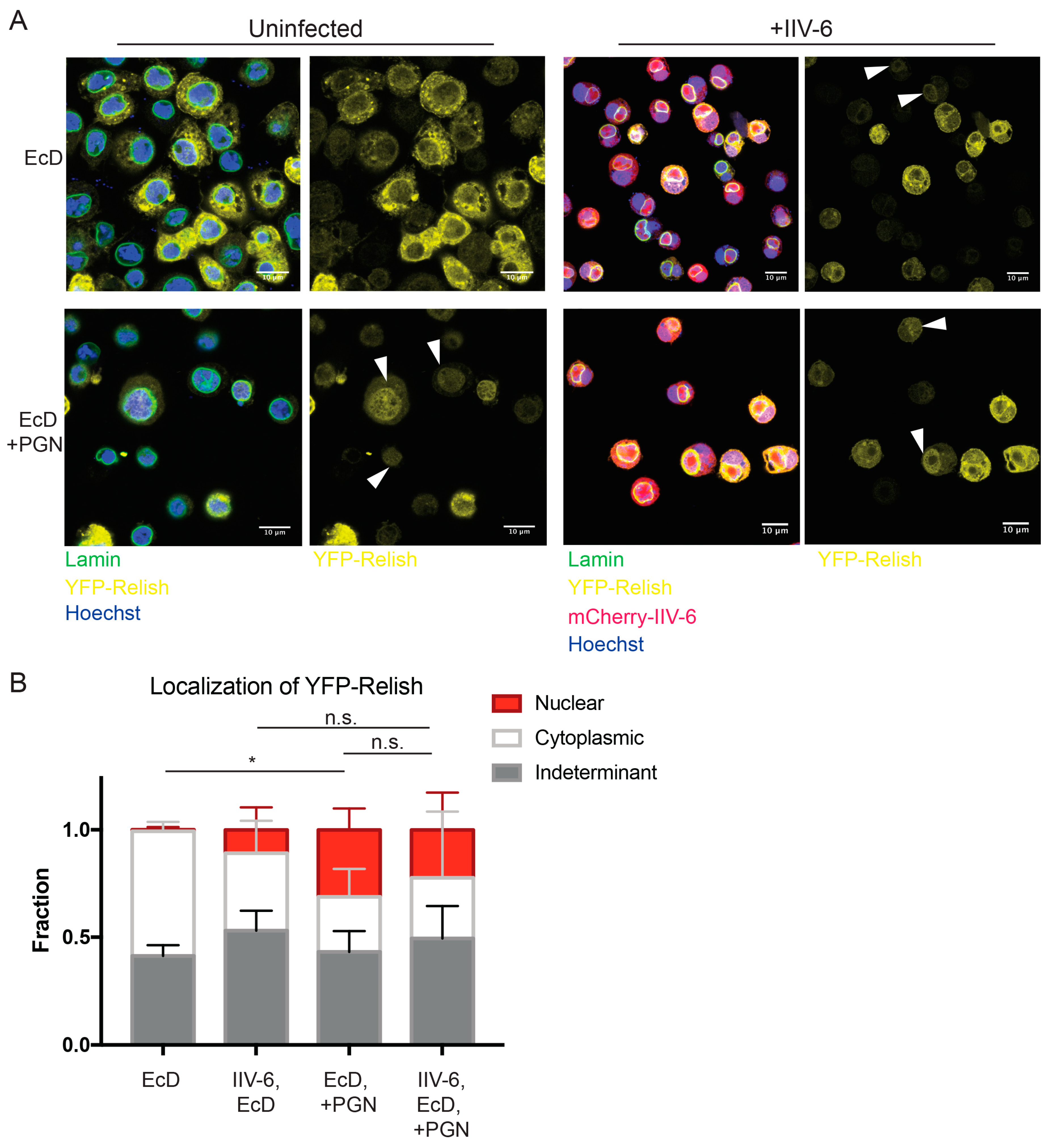 Viruses 11 00409 g005