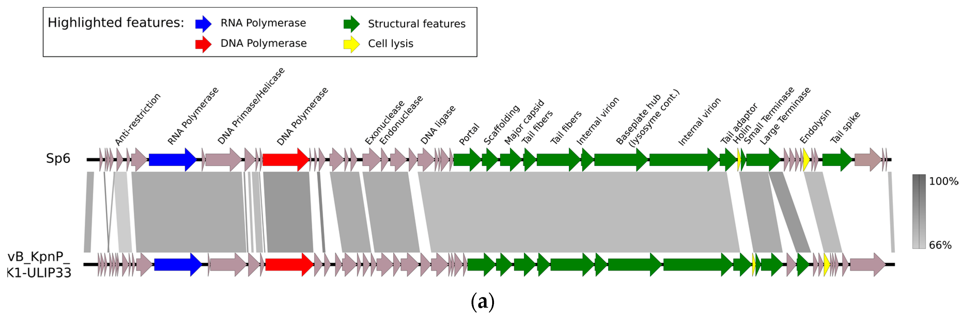Viruses 11 00411 g001a Viruses 11 00411 g001a