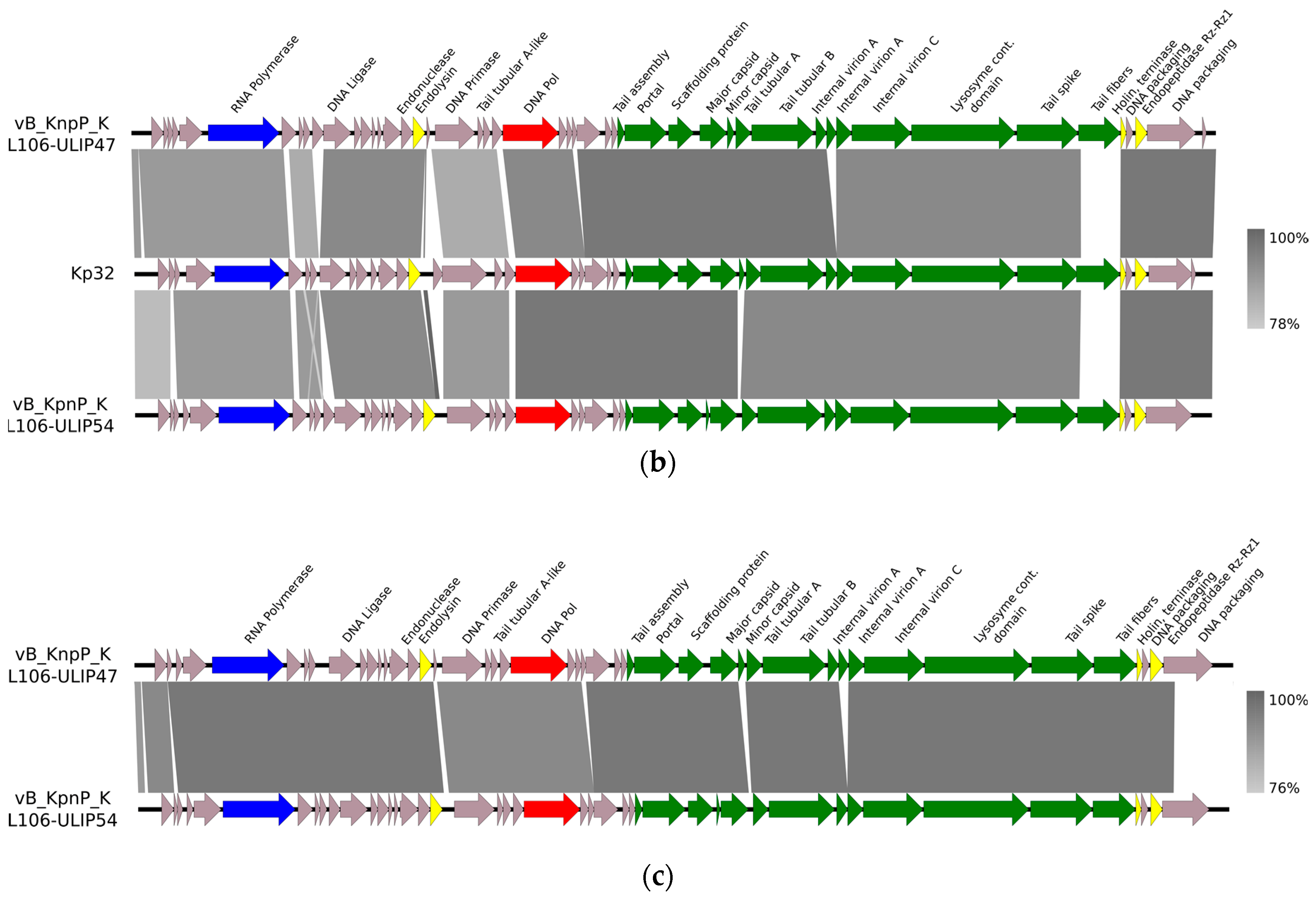 Viruses 11 00411 g001b Viruses 11 00411 g001b