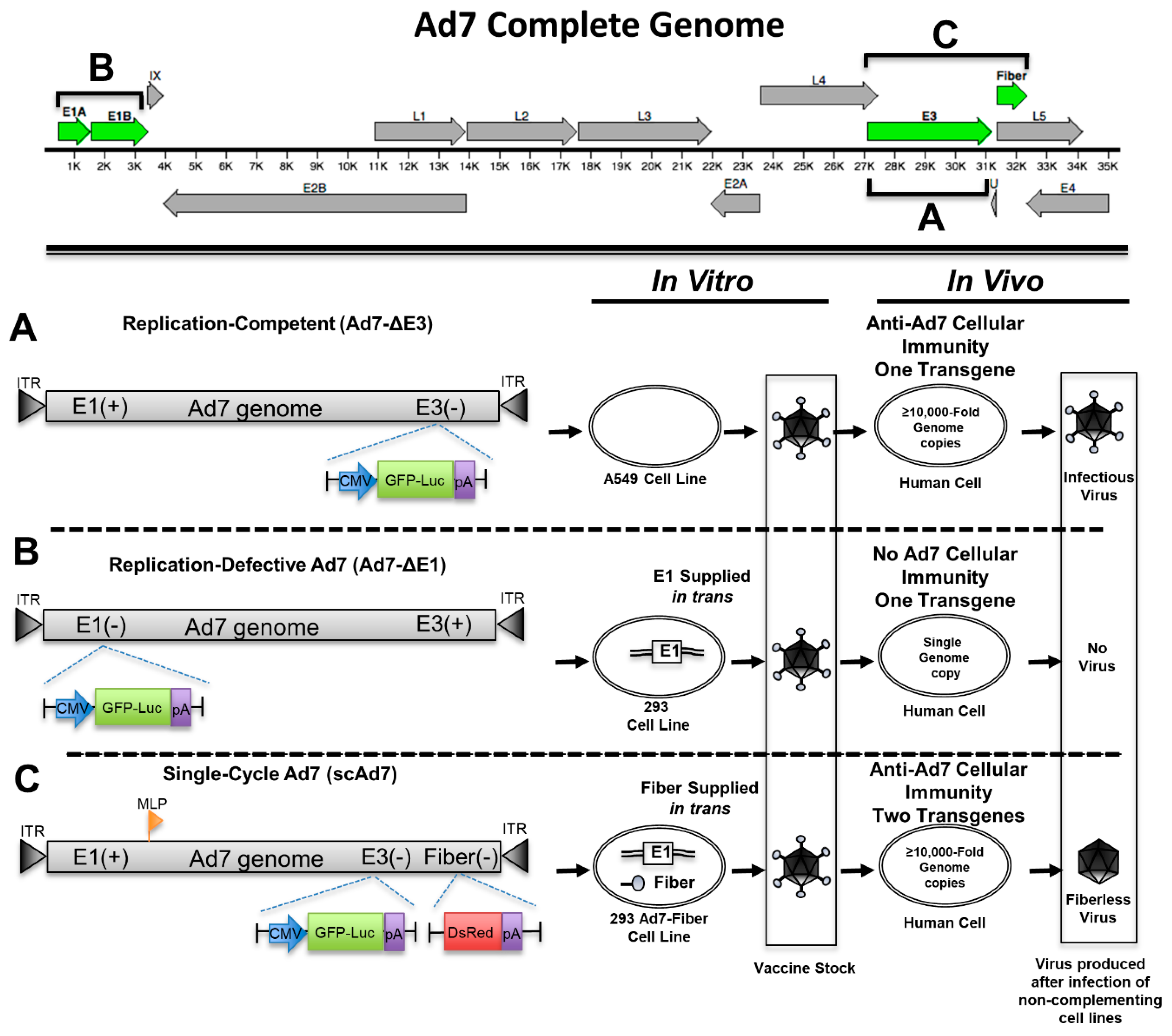 Viruses 11 00413 g001 550