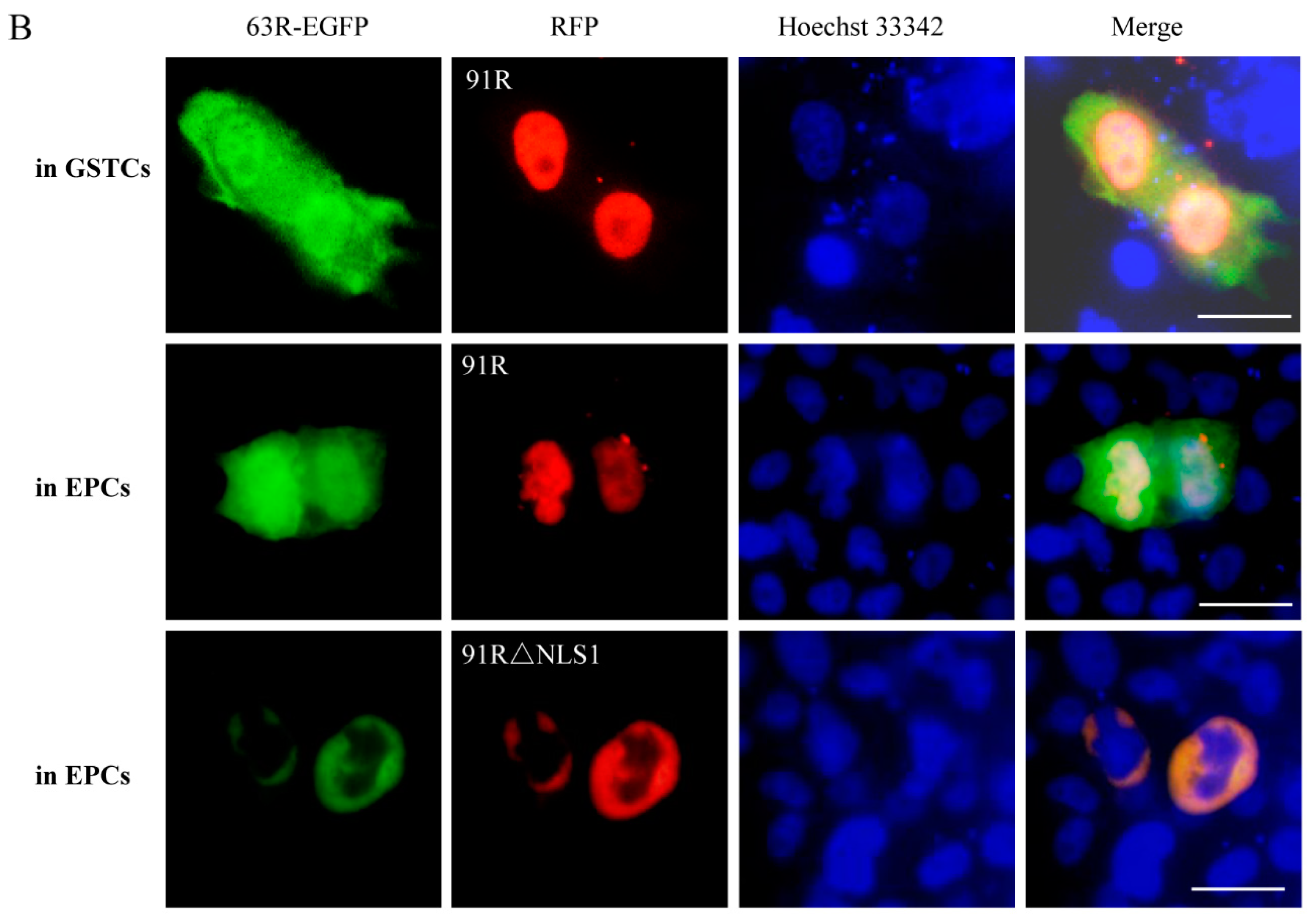 Viruses 11 00416 g003b Viruses 11 00416 g003b