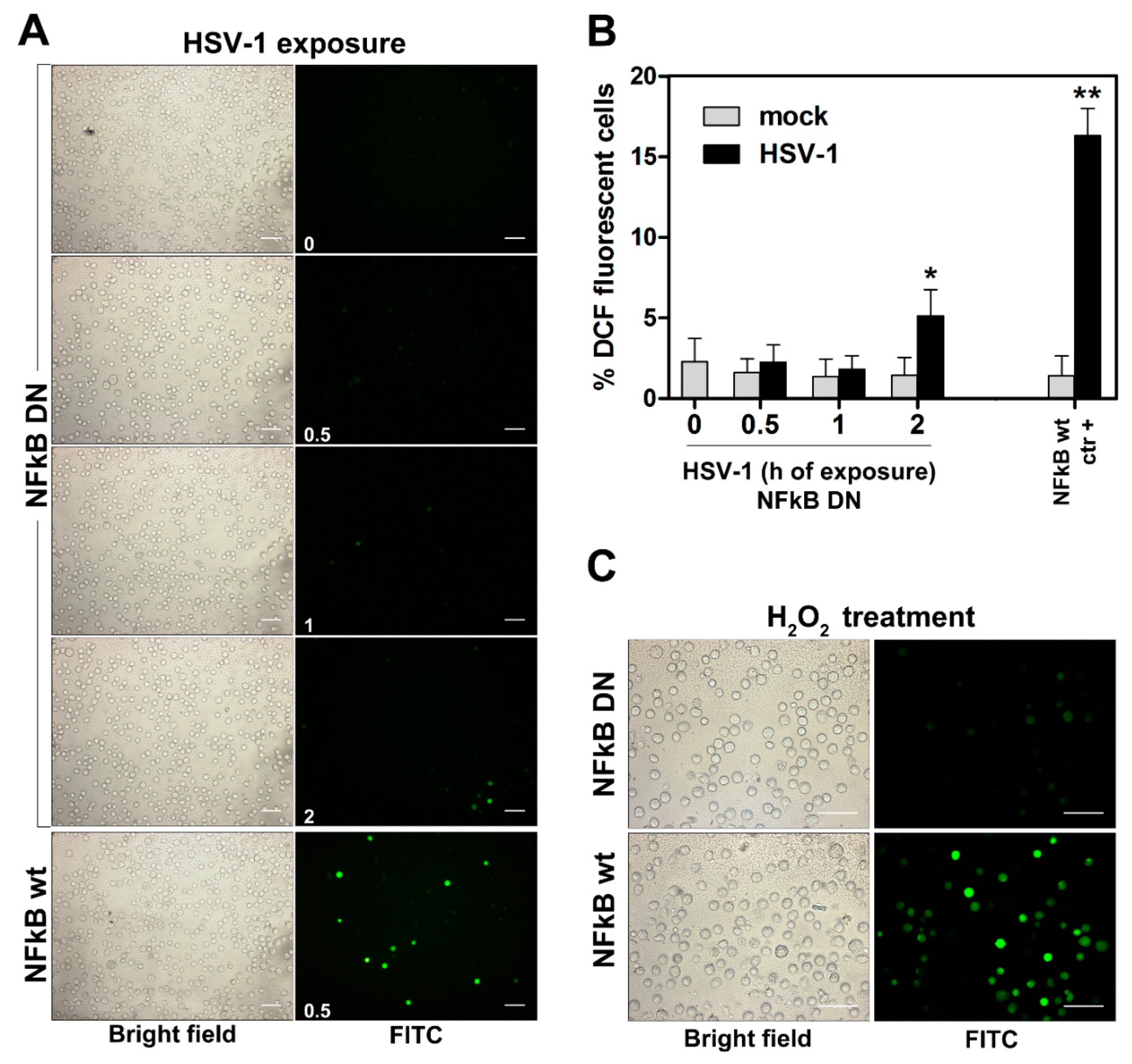 Viruses 11 00428 g002 Viruses 11 00428 g002
