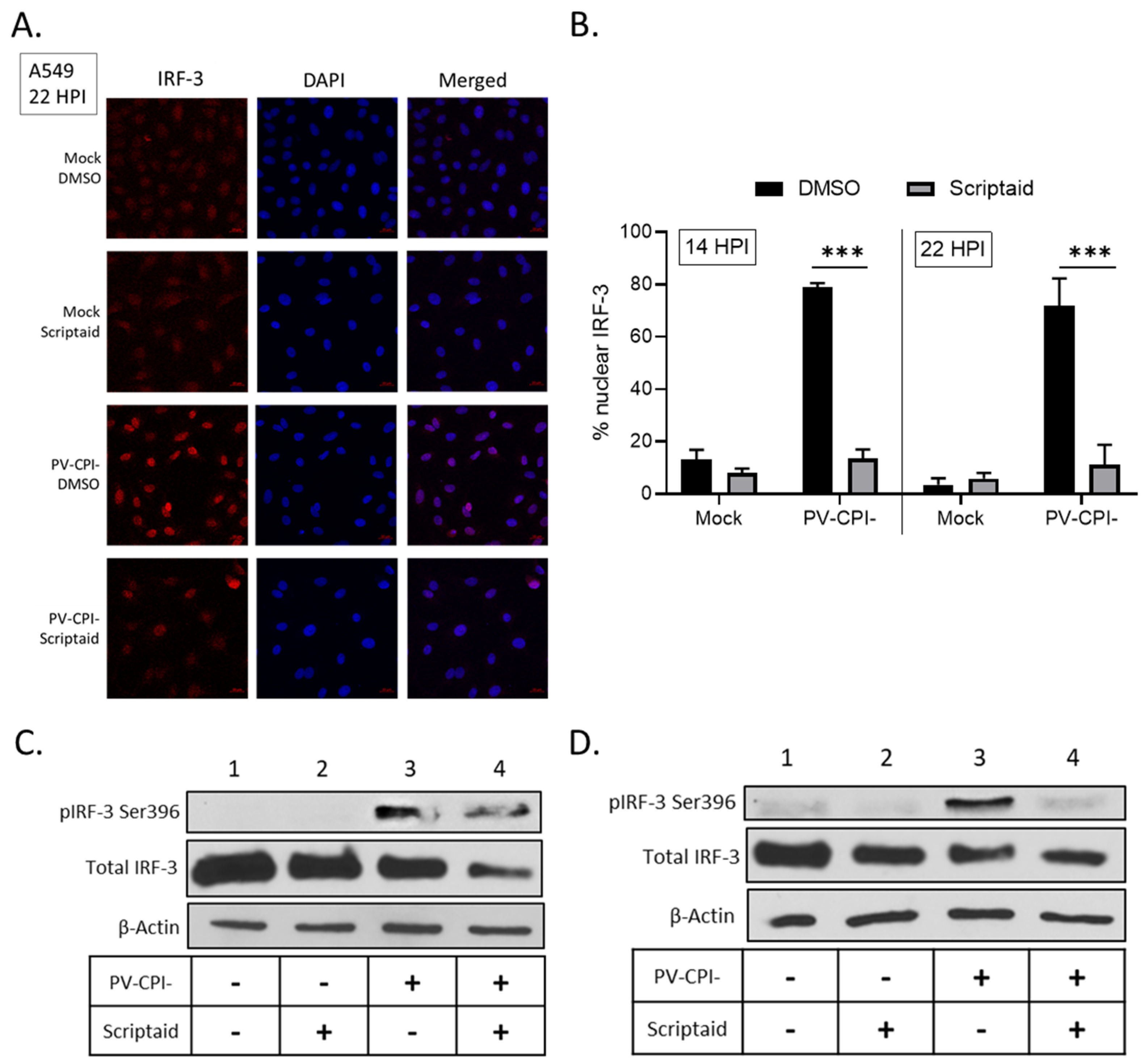 Viruses 11 00431 g007 Viruses 11 00431 g007