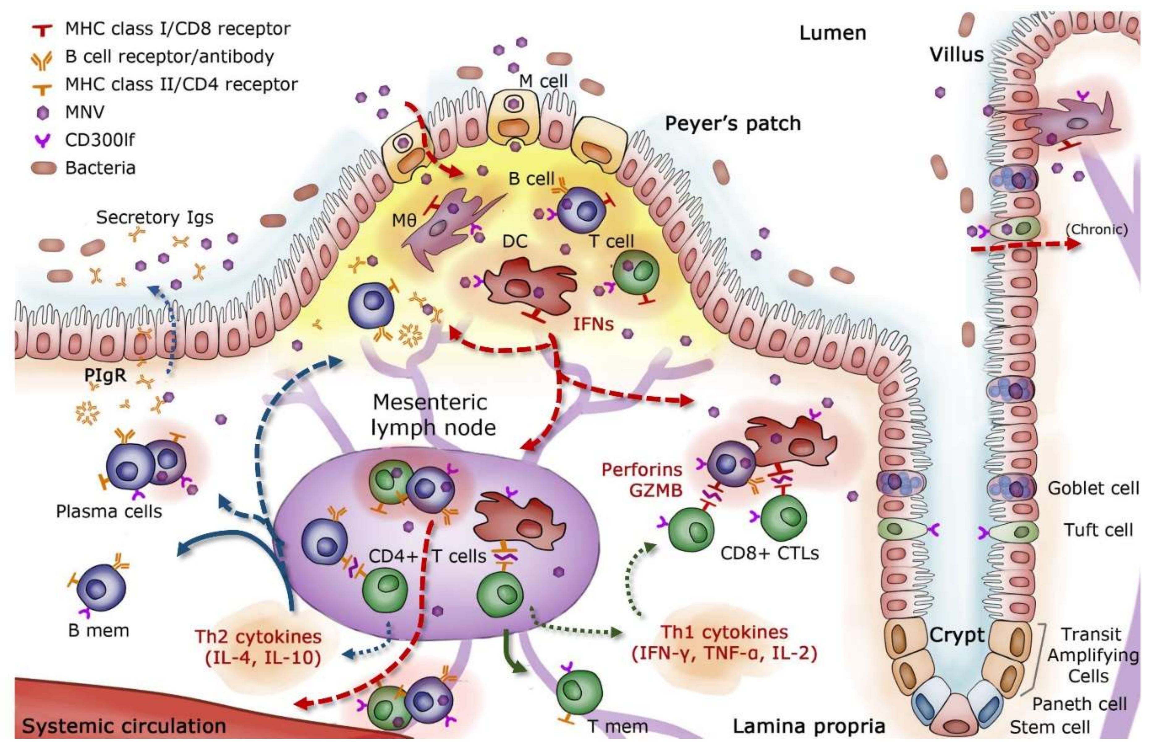 Viruses Free Full Text The Antigenic Topology Of Norovirus As Defined By B And T Cell Epitope Mapping Implications For Universal Vaccines And Therapeutics Html Viruses Free Full Text The Antigenic Topology Of Norovirus As Defined By B And T Cell Epitope Mapping Implications For Universal Vaccines And Therapeutics Html