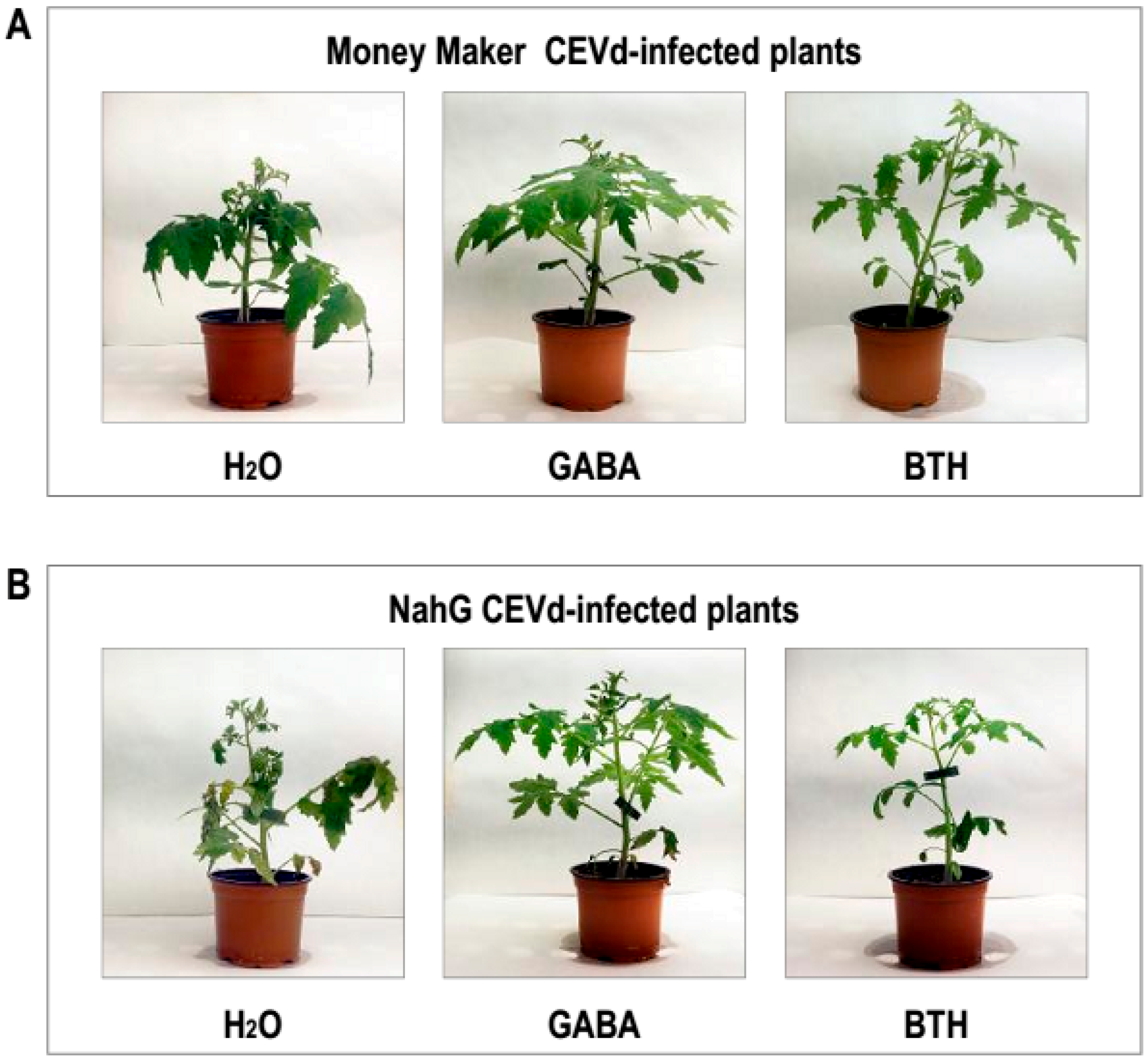 Viruses 11 00437 g007 Viruses 11 00437 g007