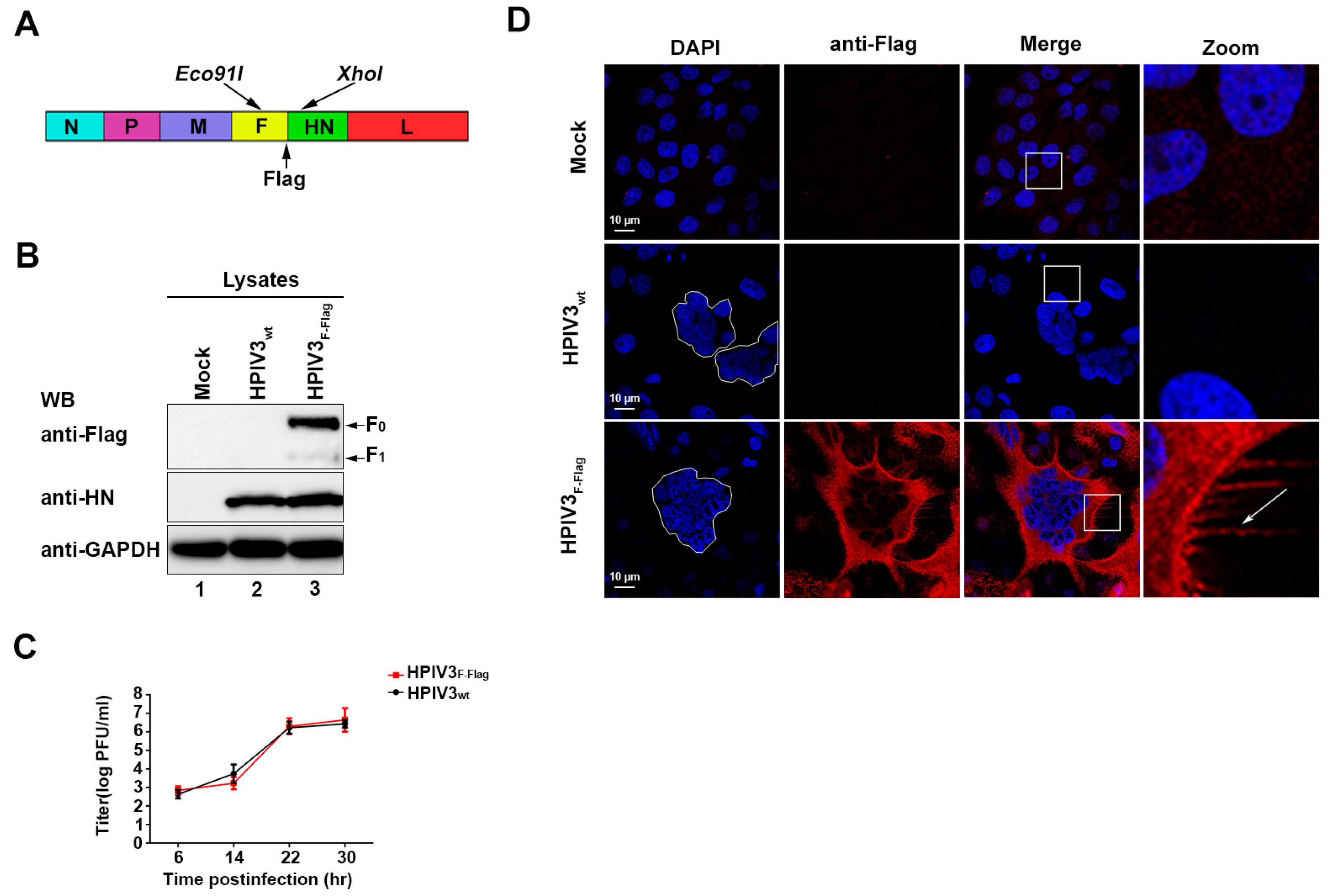 Viruses 11 00438 g002 Viruses 11 00438 g002