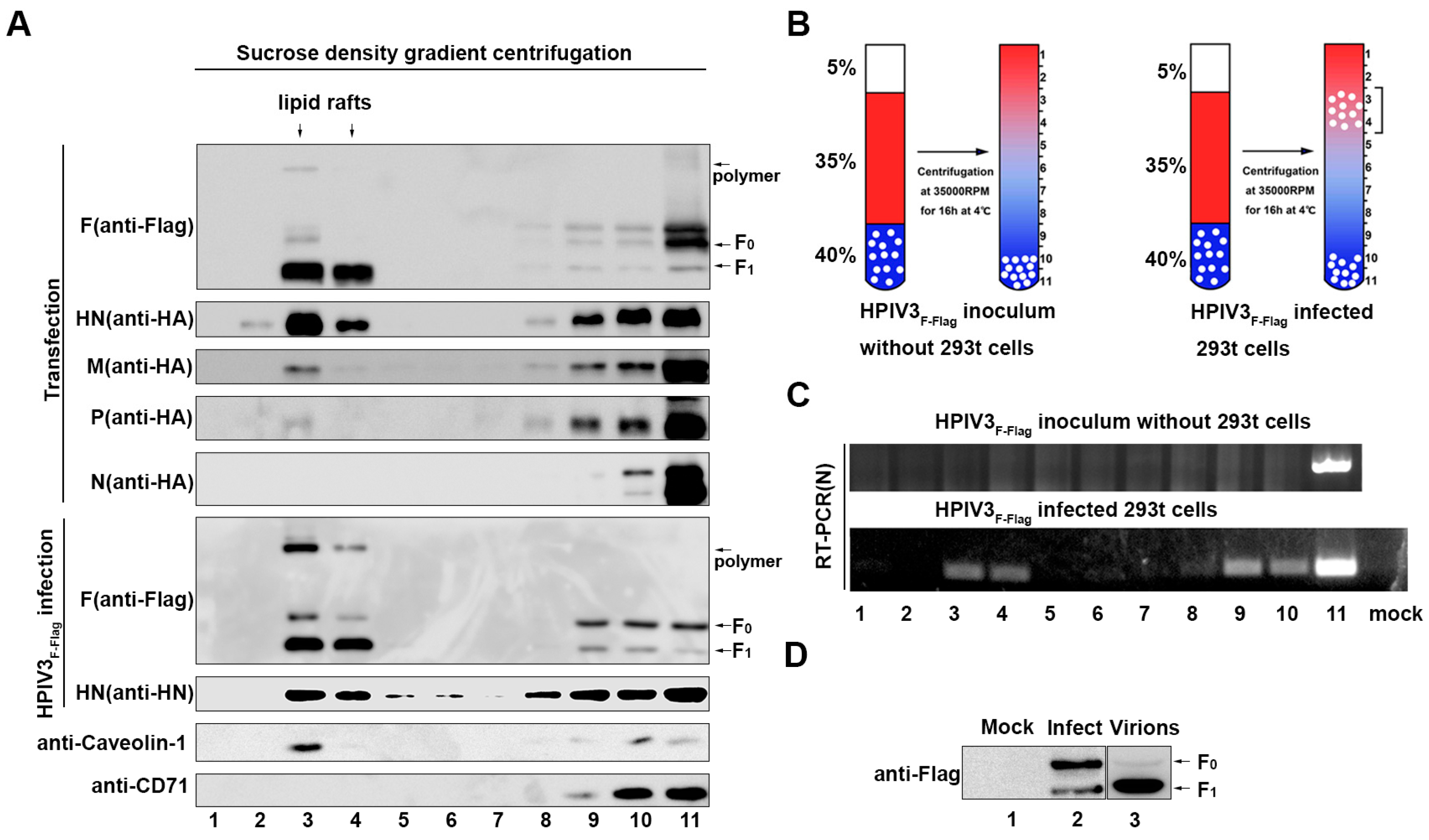 Viruses 11 00438 g003 Viruses 11 00438 g003