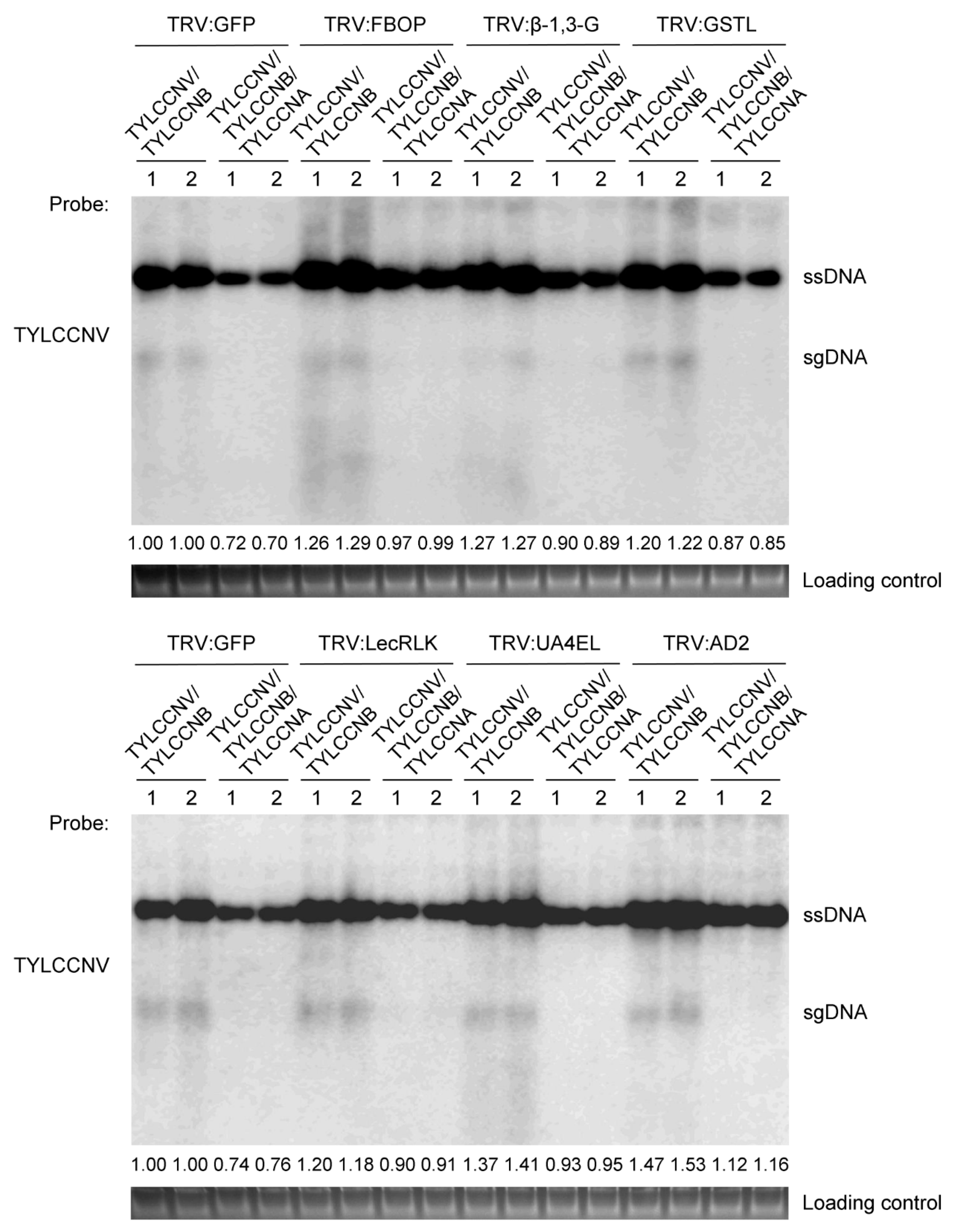 Viruses 11 00442 g008