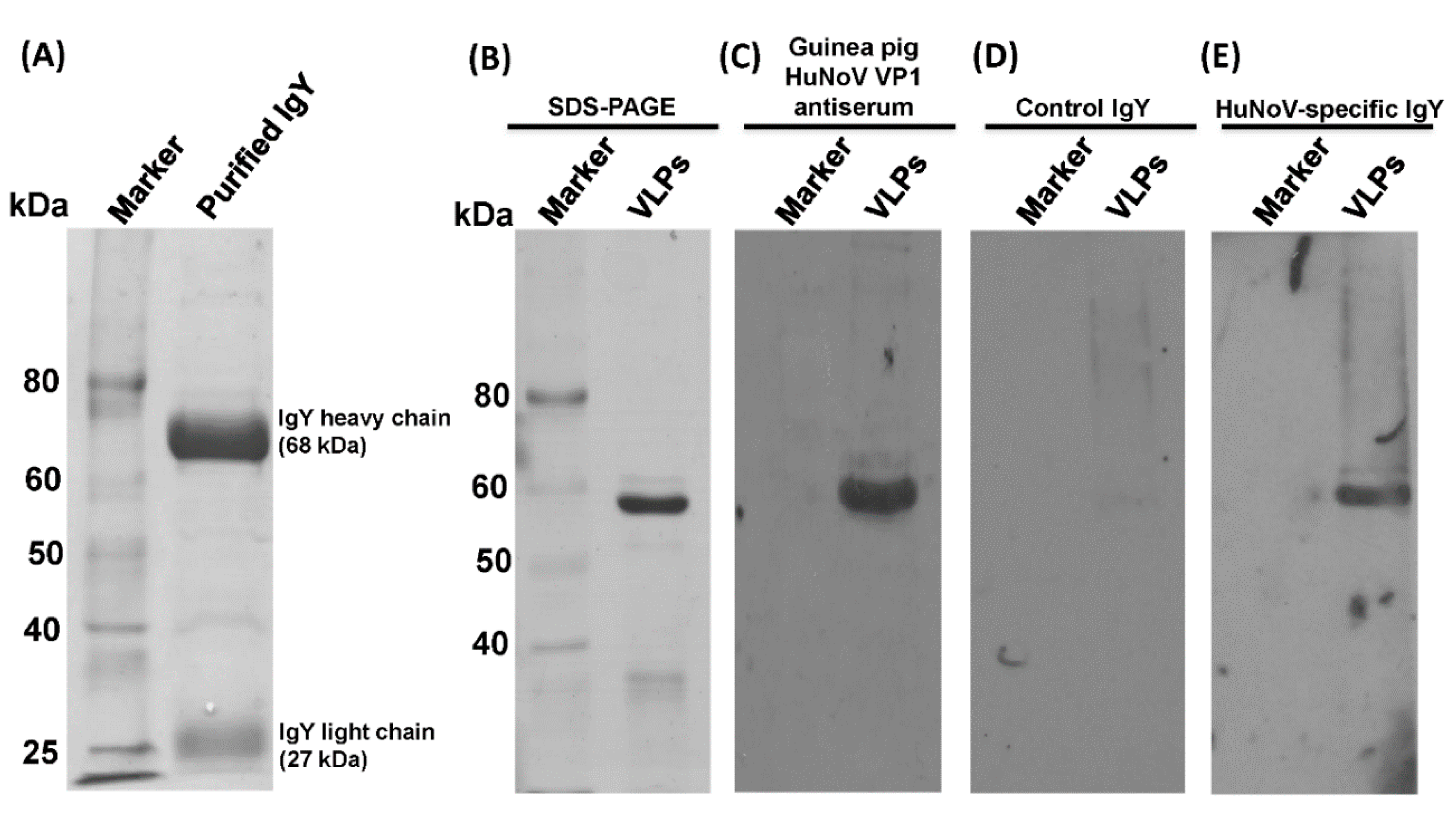 Viruses 11 00444 g002