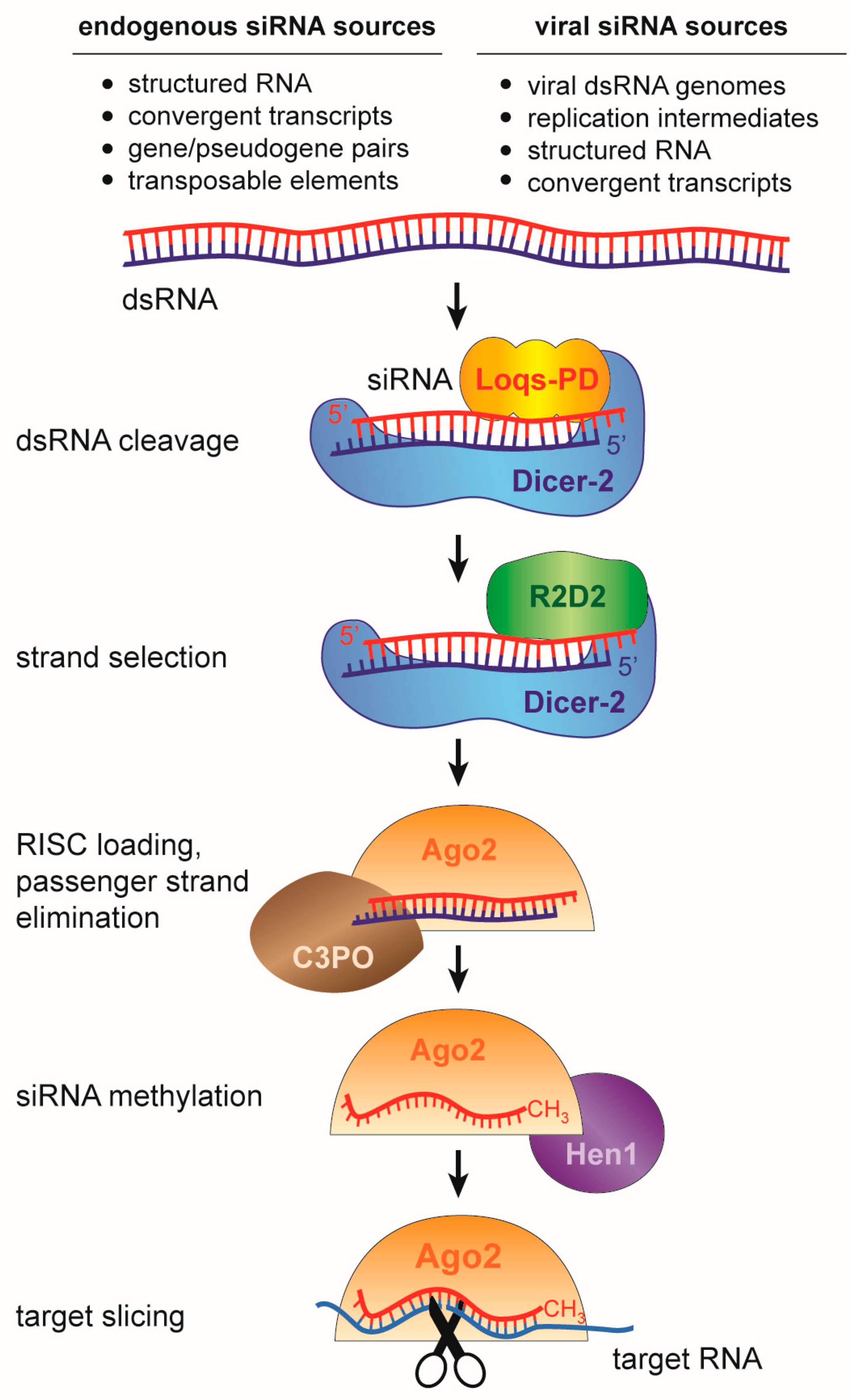 Viruses Free Full Text Antiviral Rnai In Insects And Mammals Parallels And Differences Html