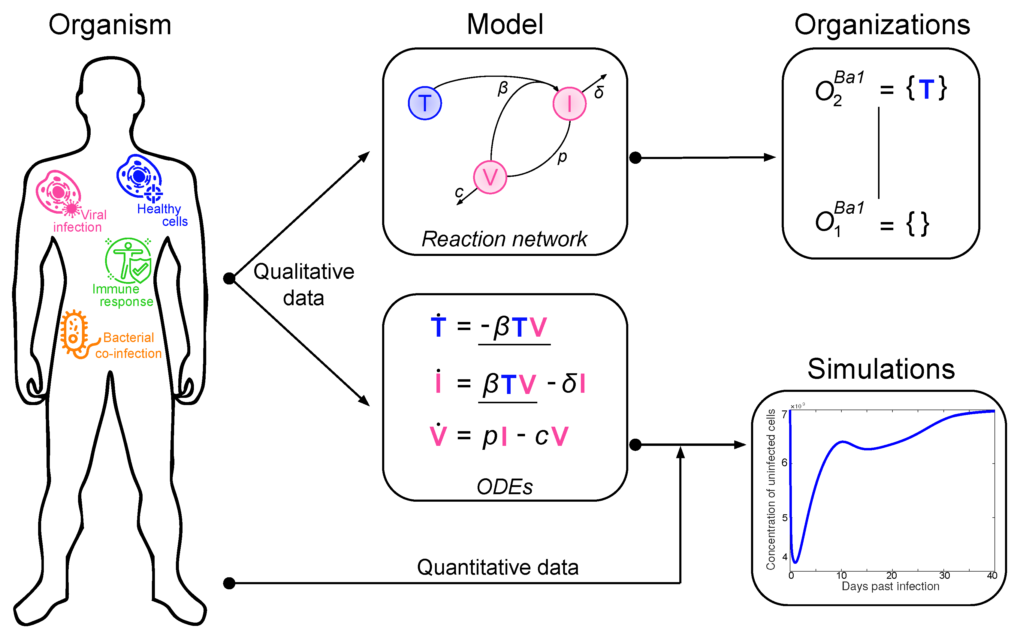 Viruses 11 00449 g001