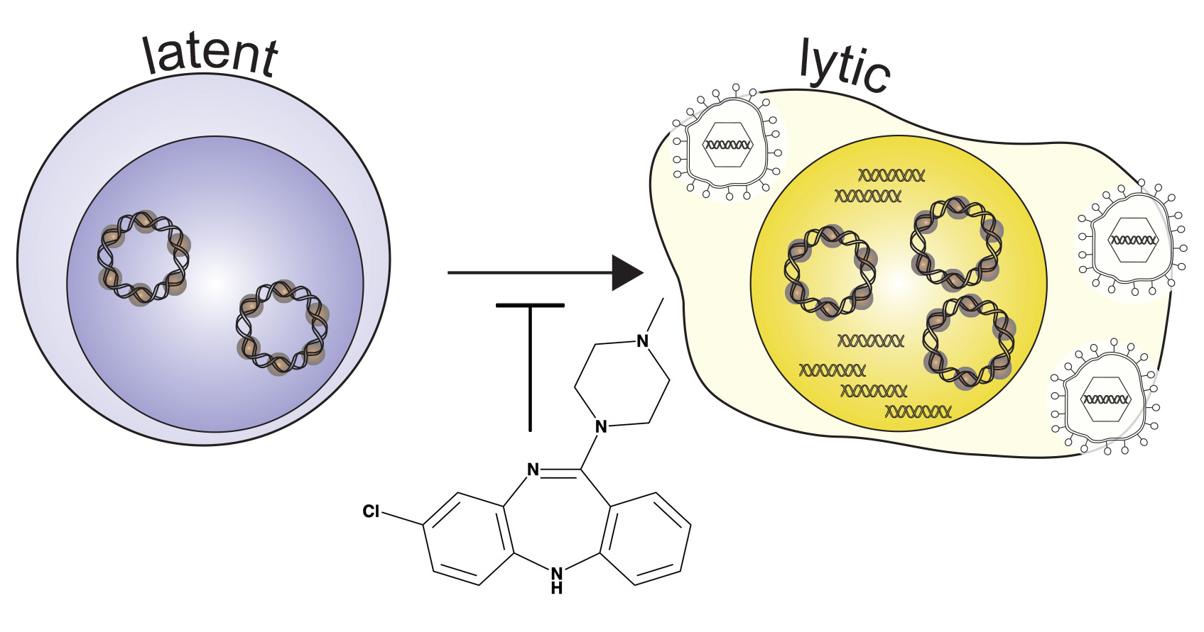 viruses free full text inhibition of epstein barr antiviral drugs