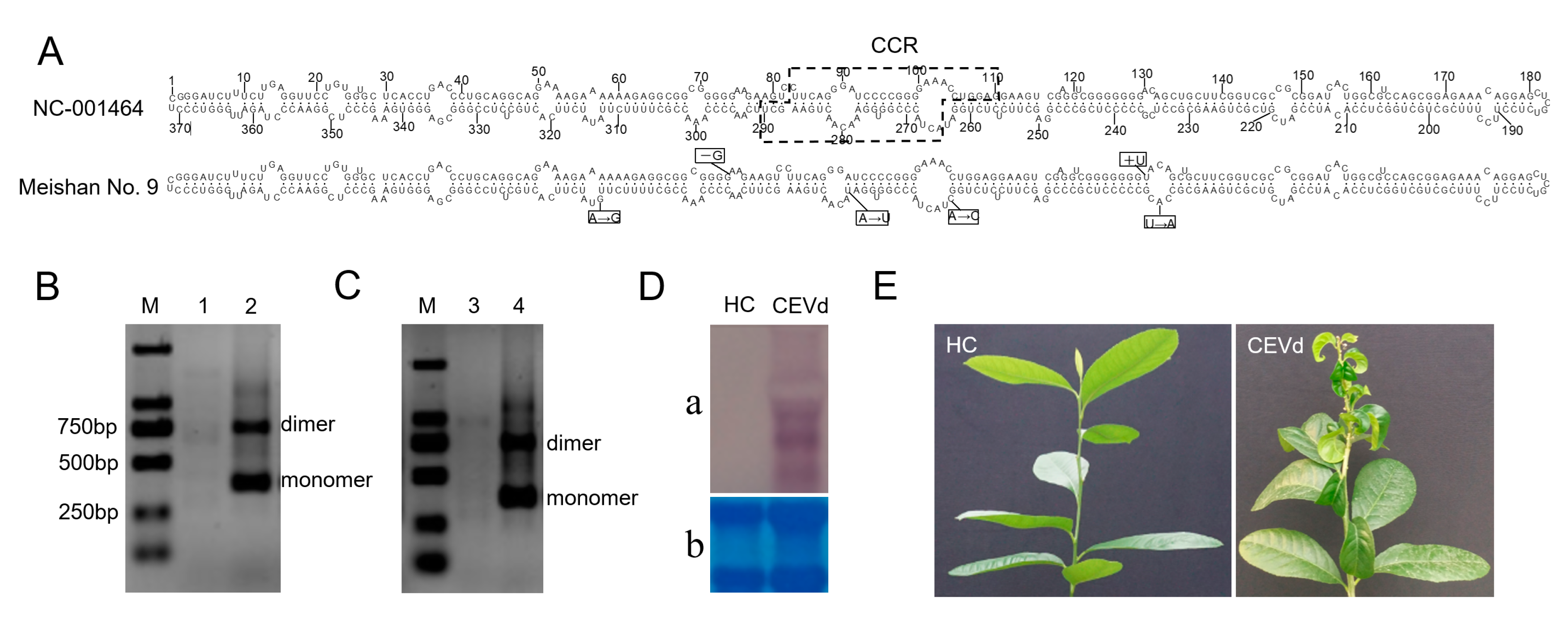 Viruses Free Full Text Global Transcriptomic Analysis Reveals Insights Into The Response Of Etrog Citron Citrus Medica L To Citrus Exocortis Viroid Infection