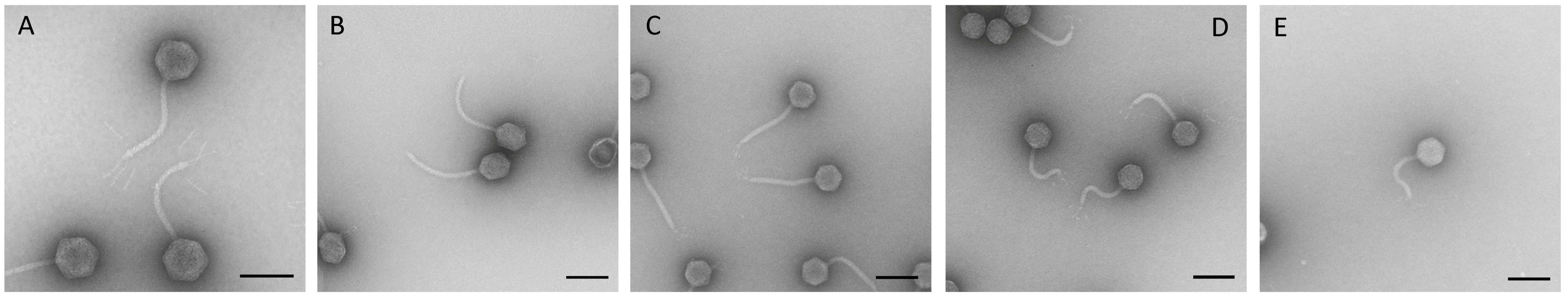 Viruses 11 00454 g002