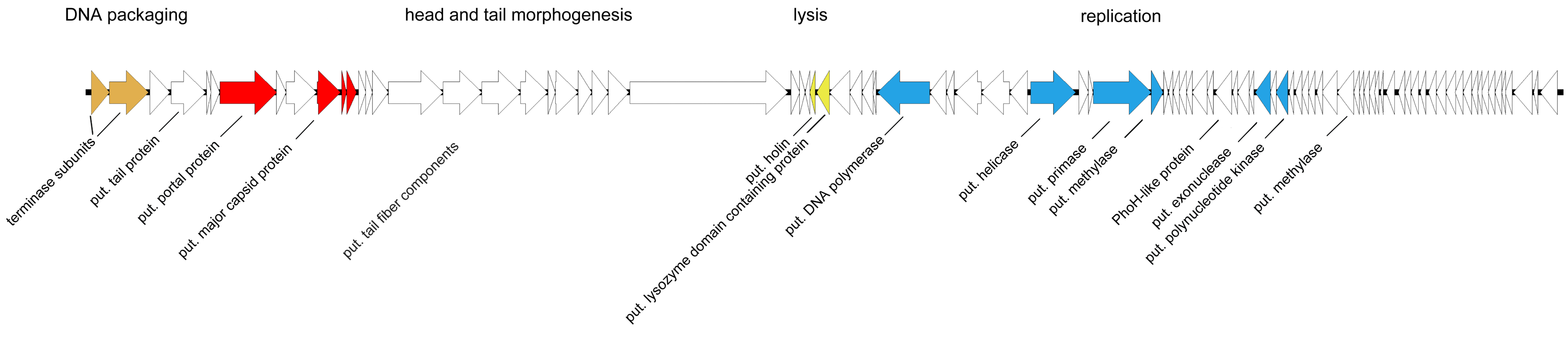 Viruses 11 00454 g008