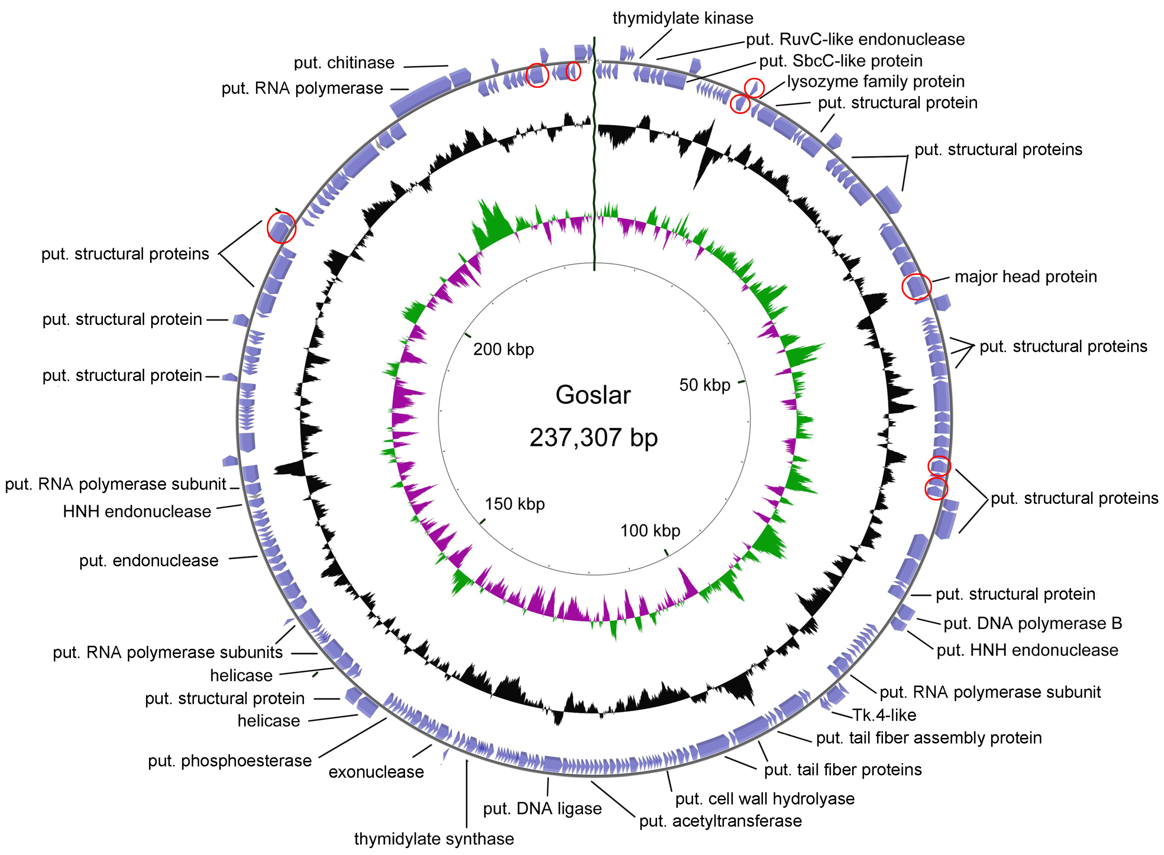 Viruses 11 00454 g010