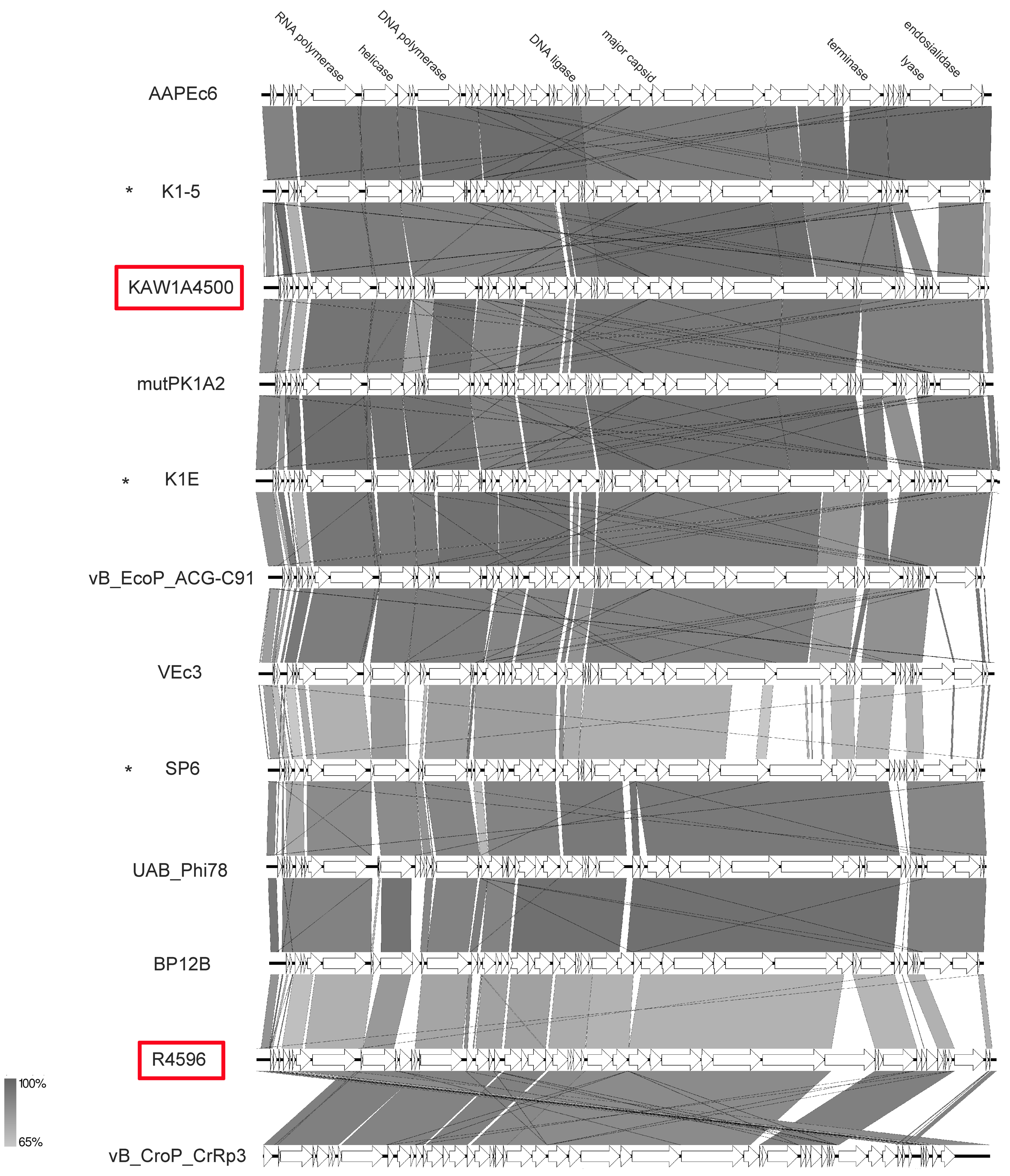 Viruses 11 00454 g012