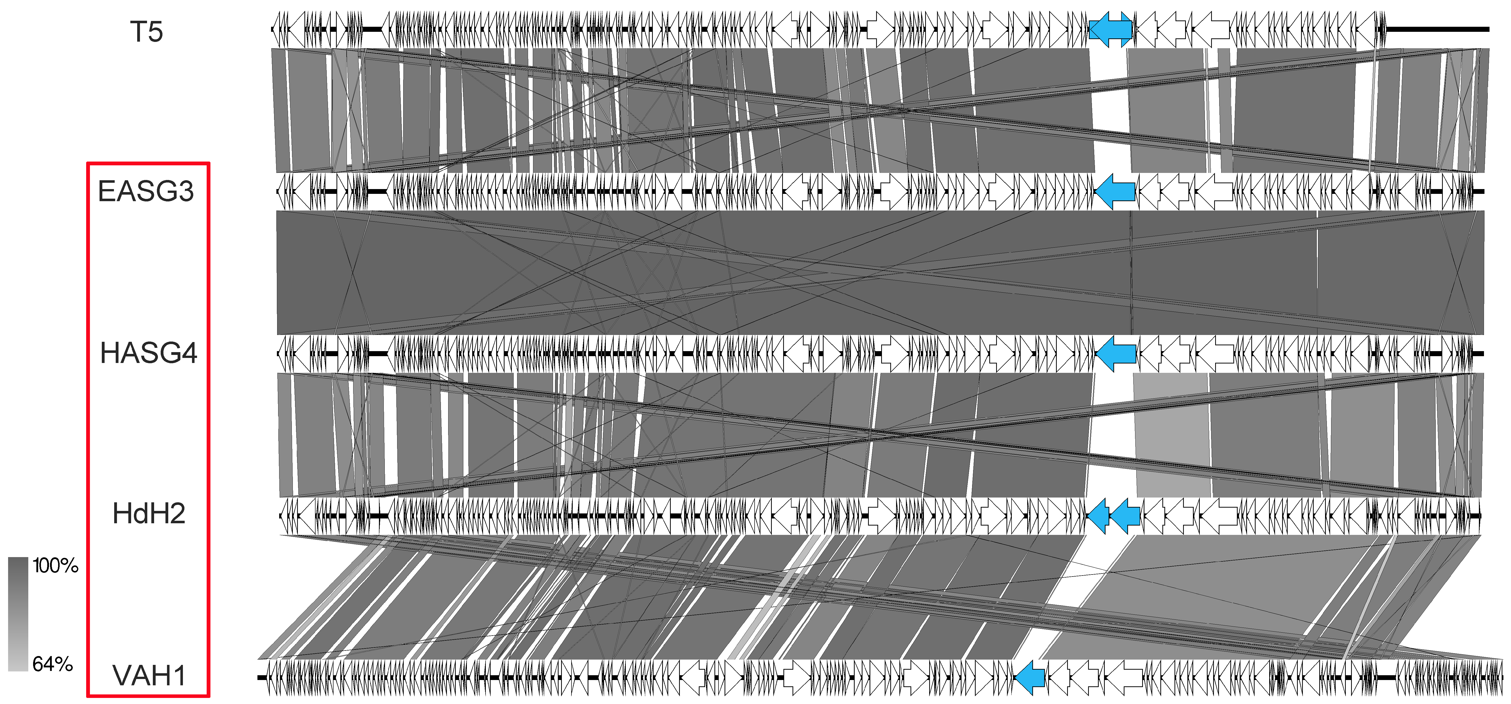 Viruses 11 00454 g013