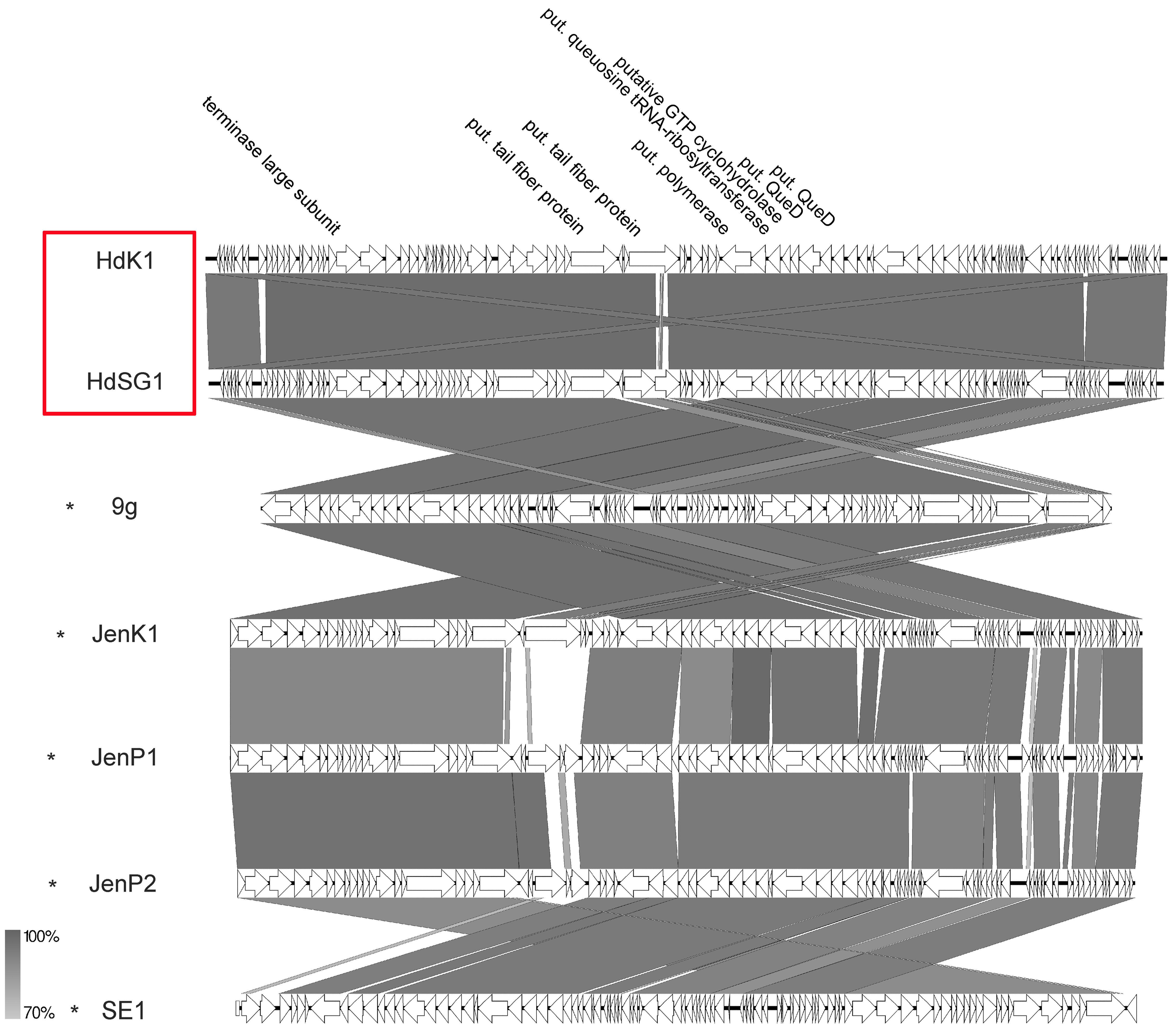 Viruses 11 00454 g014