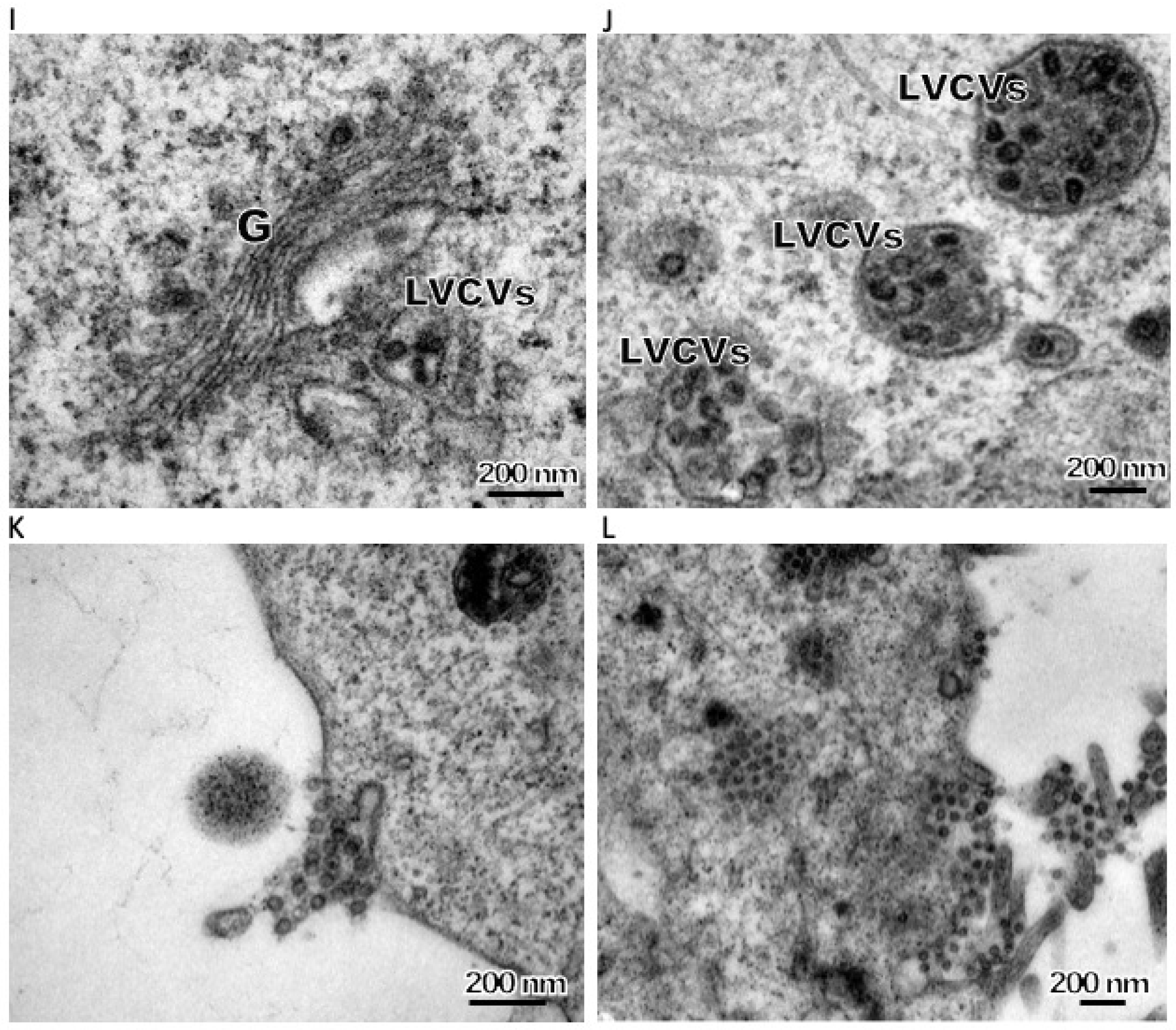 Viruses 11 00455 g002b Viruses 11 00455 g002b