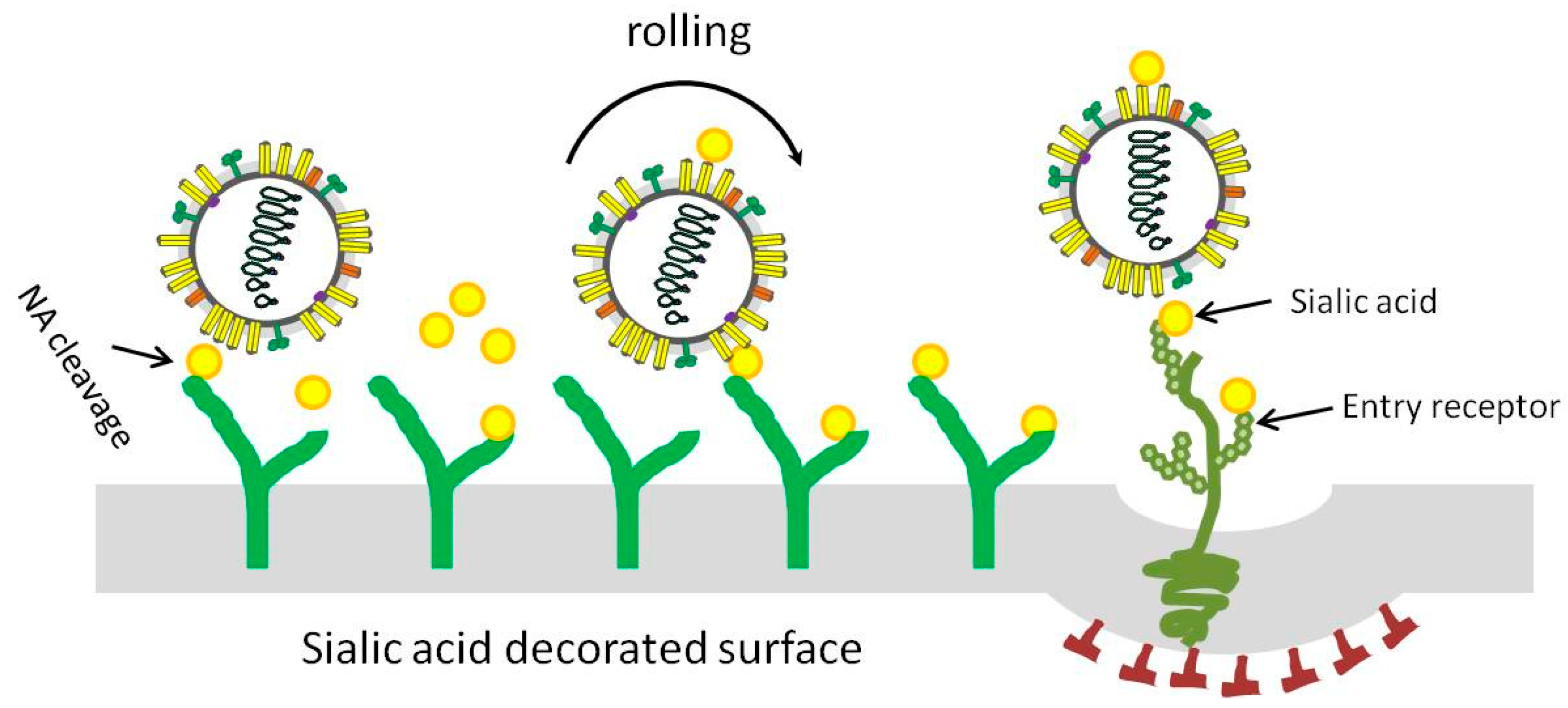 Viruses 11 00458 g002 Viruses 11 00458 g002