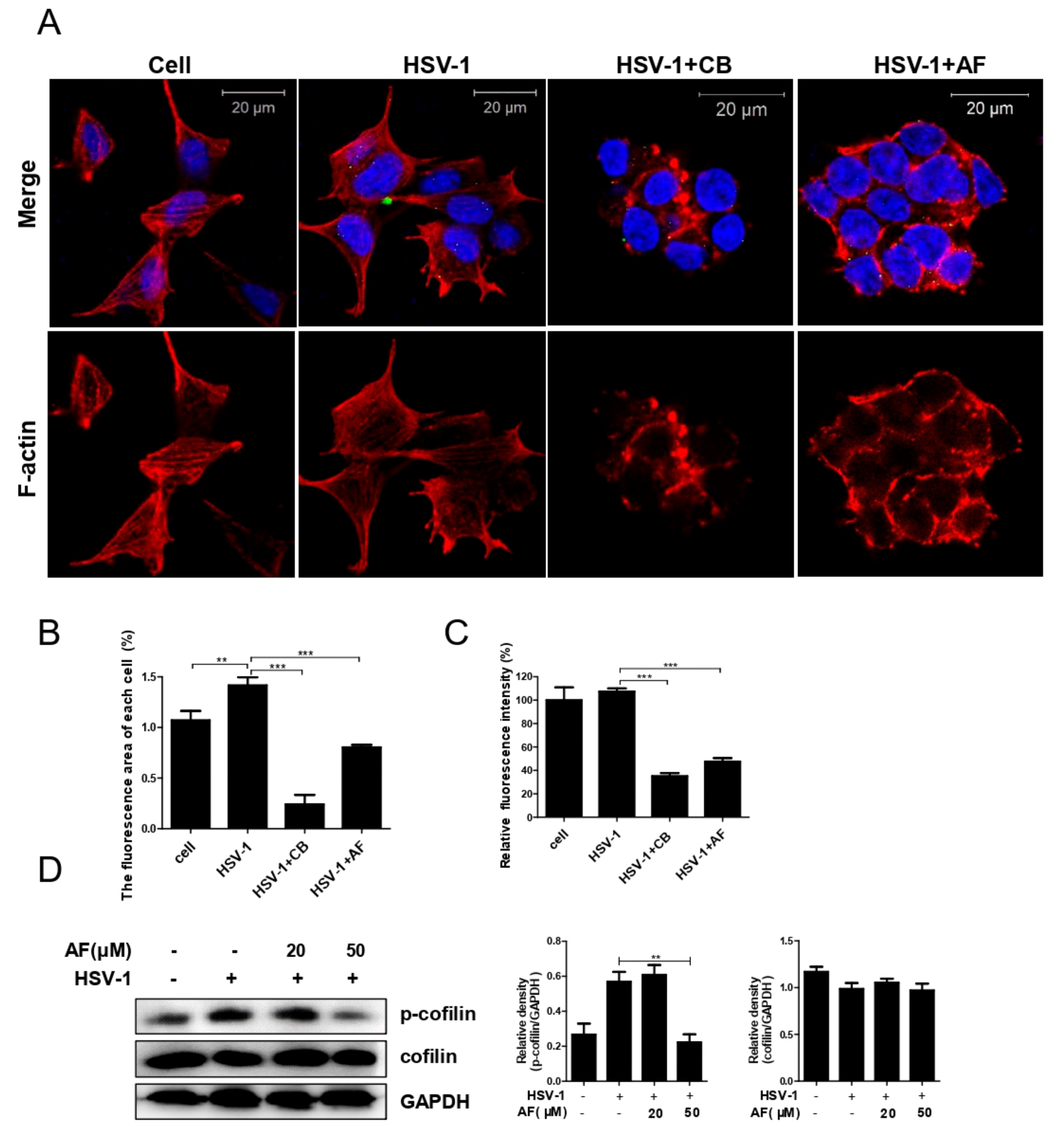 Viruses 11 00466 g007 550