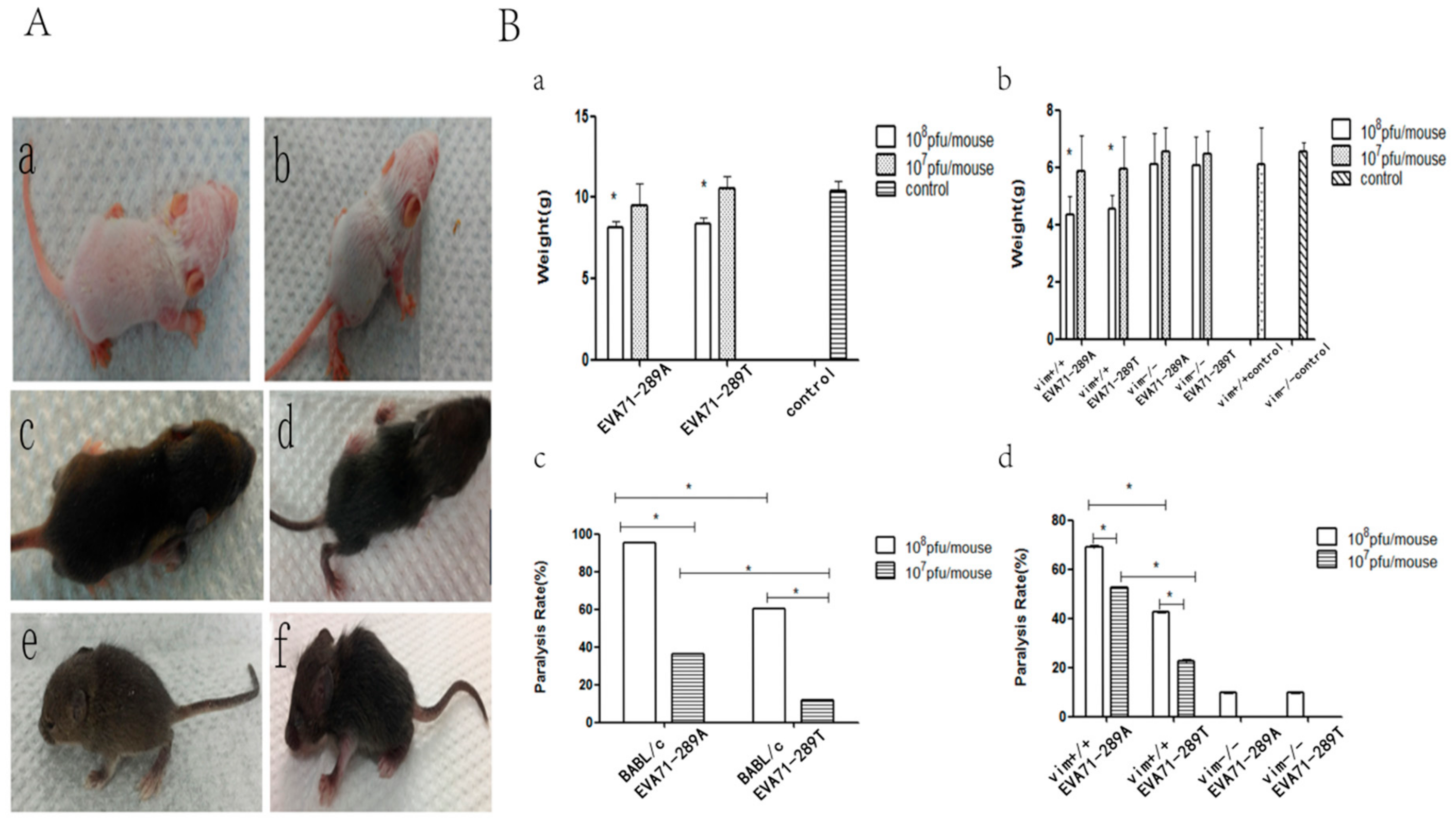 Viruses 11 00467 g004