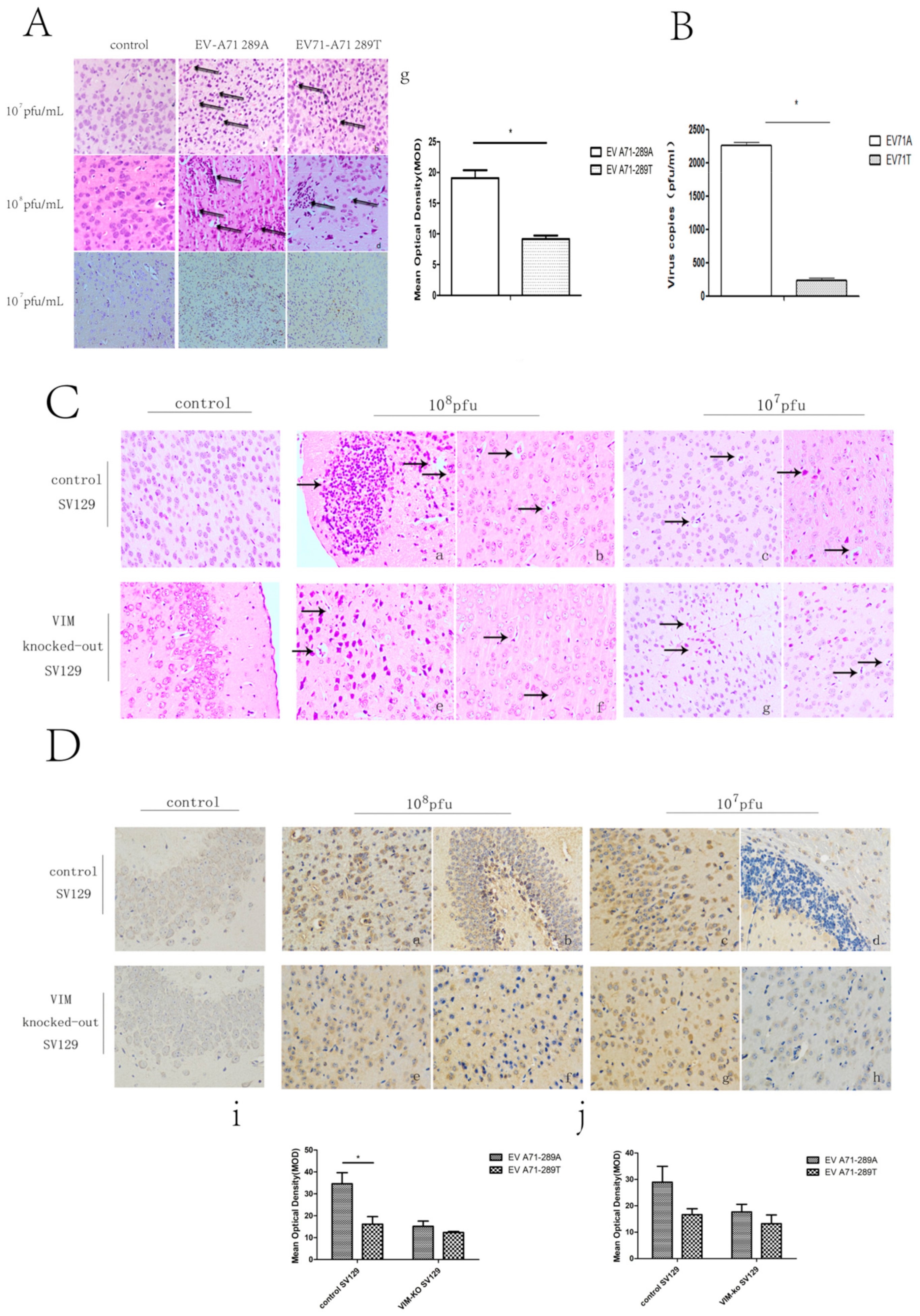 Viruses 11 00467 g005