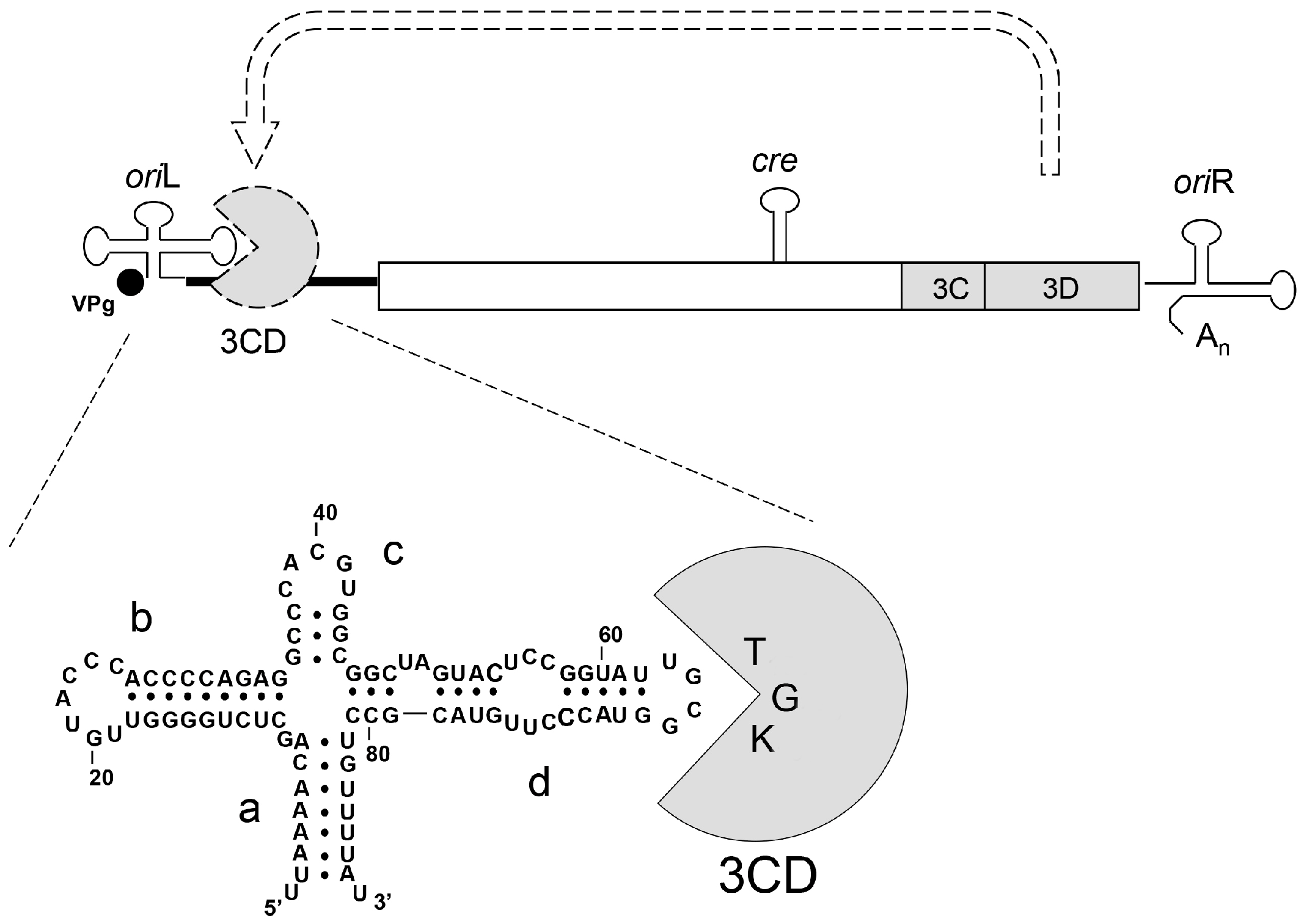 Viruses 11 00479 g001
