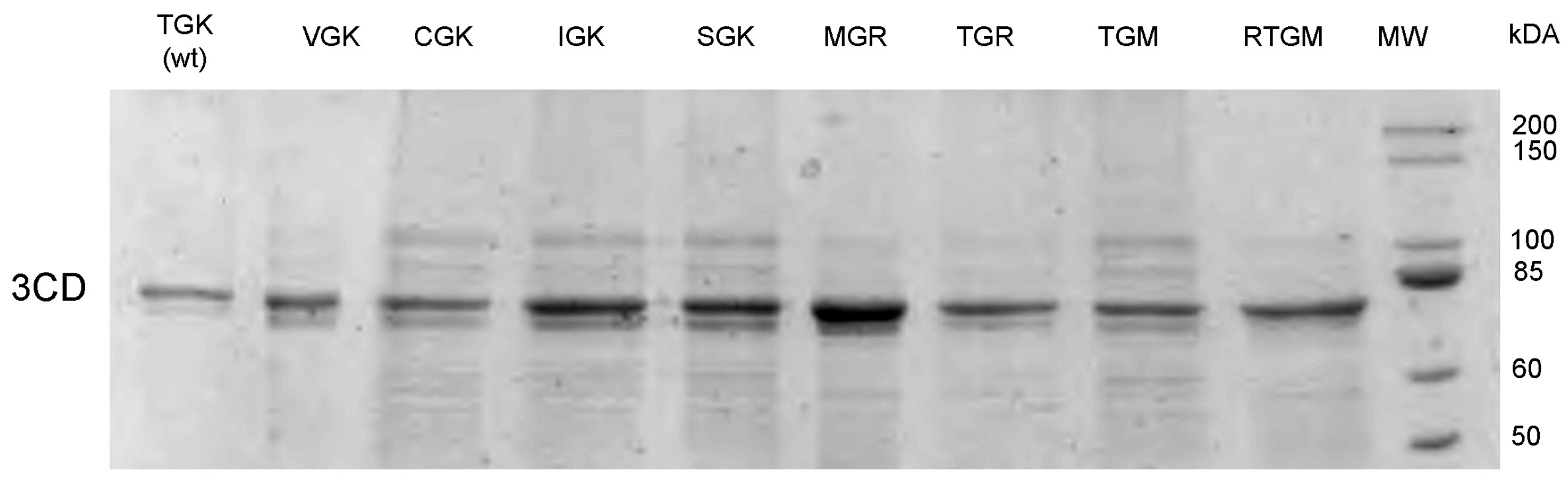 Viruses 11 00479 g003