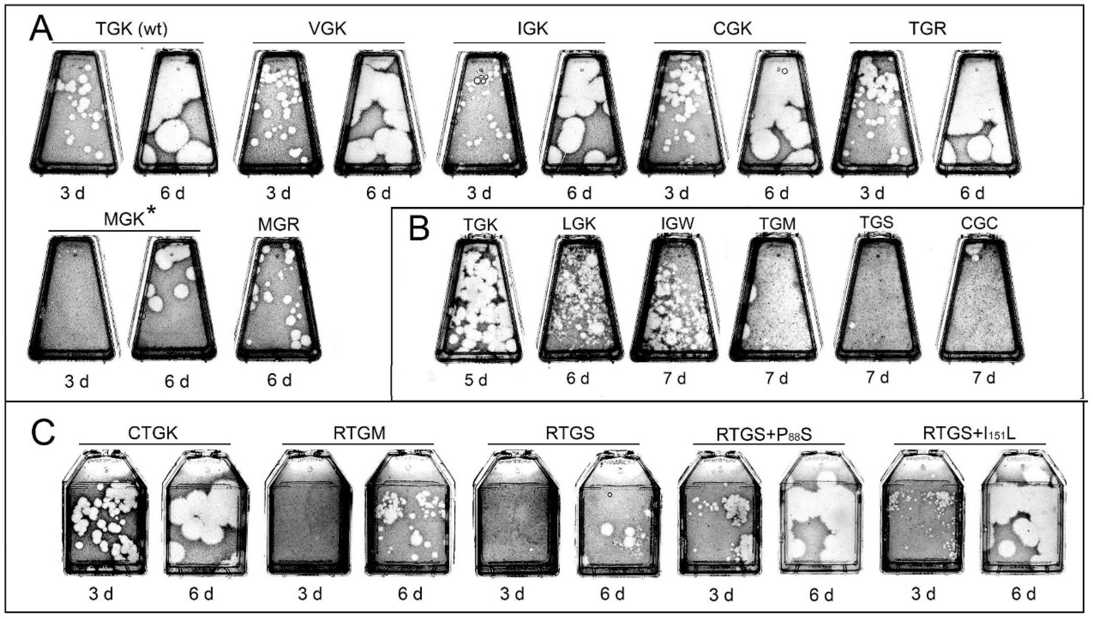 Viruses 11 00479 g004