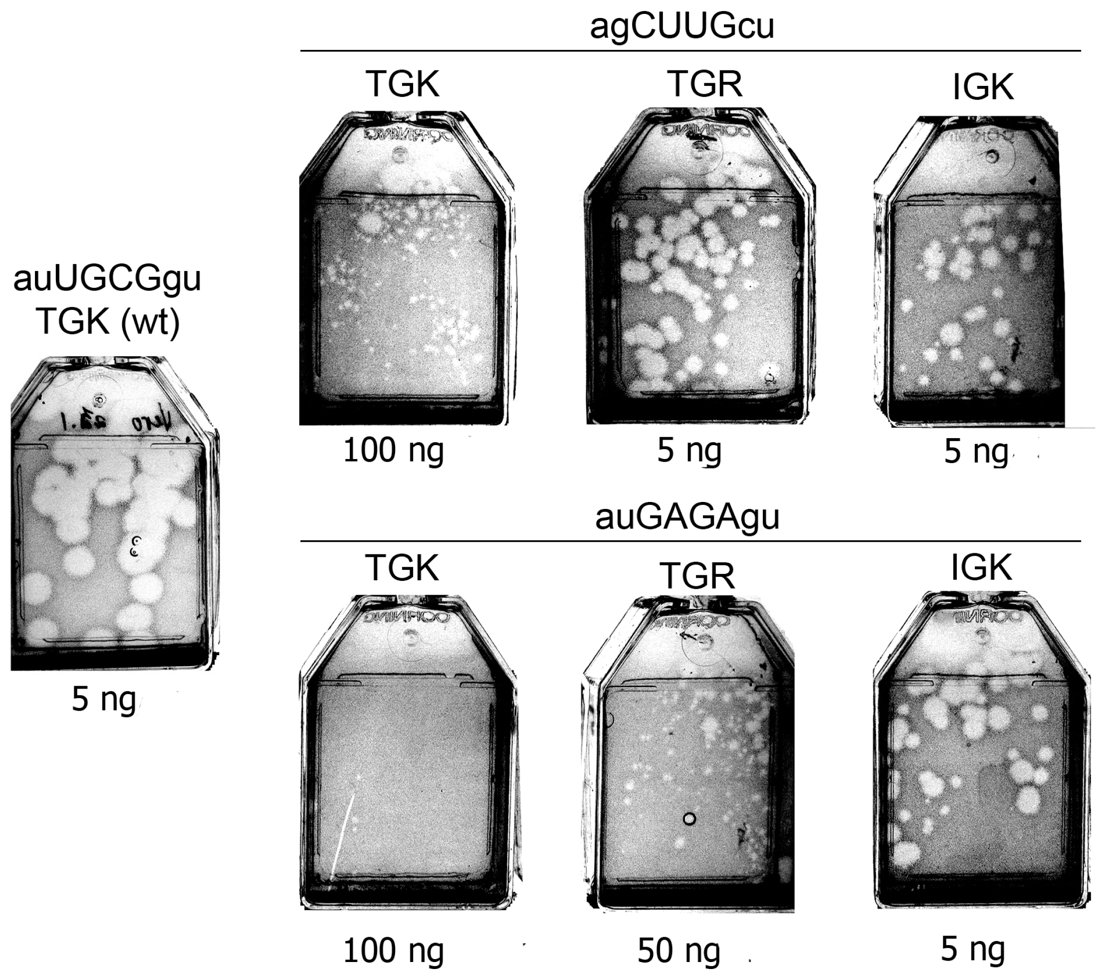Viruses 11 00479 g005
