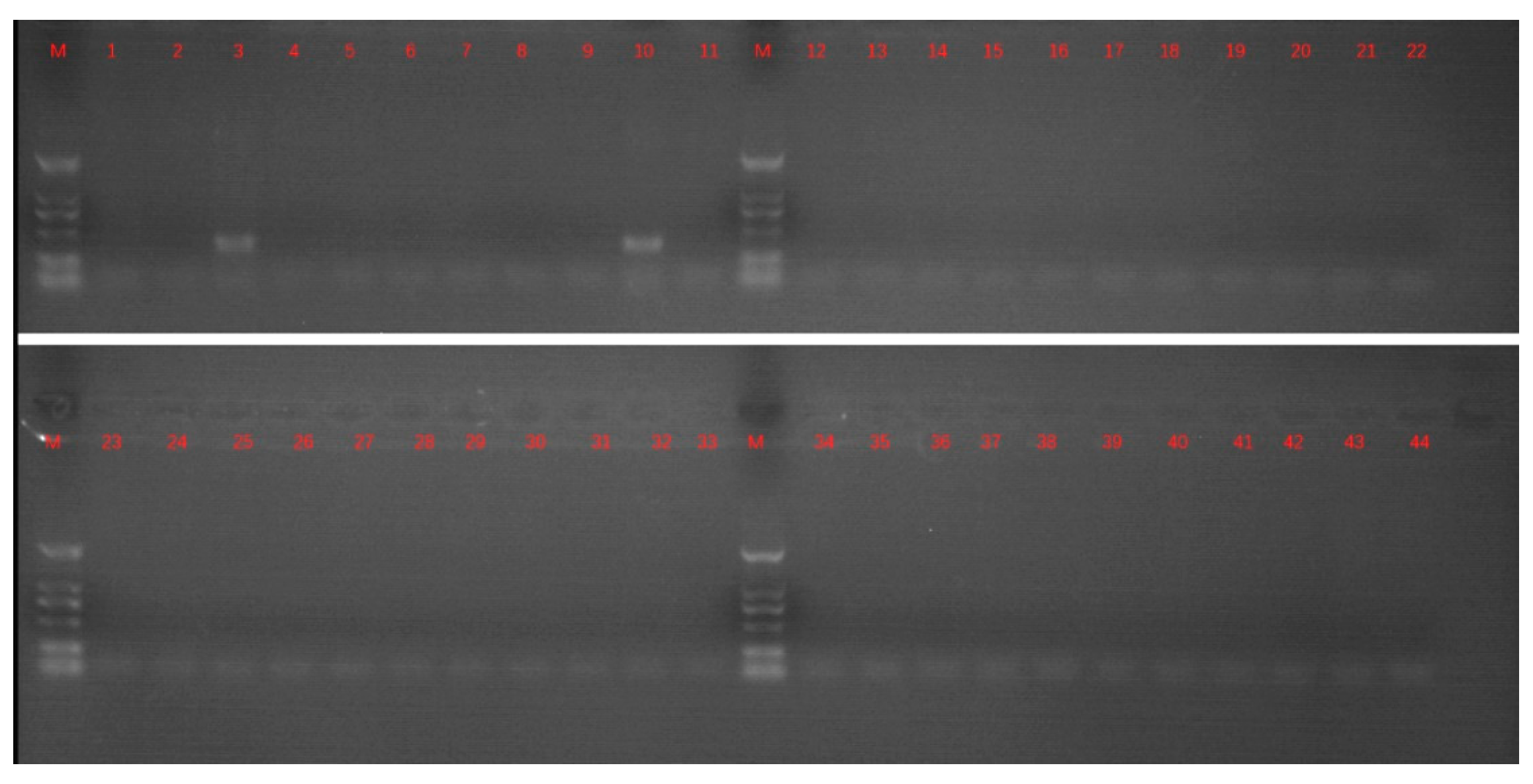 Viruses 11 00489 g001