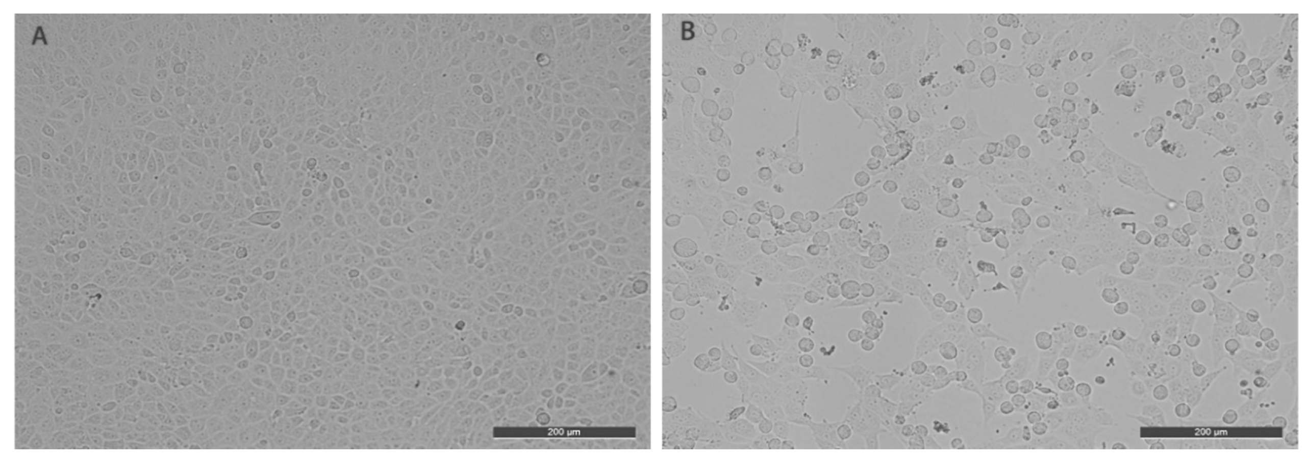 Viruses 11 00489 g002