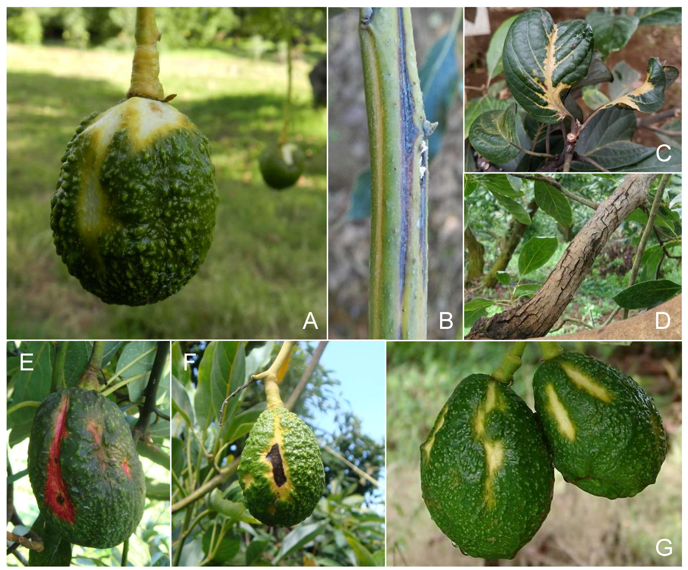 Viruses 11 00491 g002 Viruses 11 00491 g002