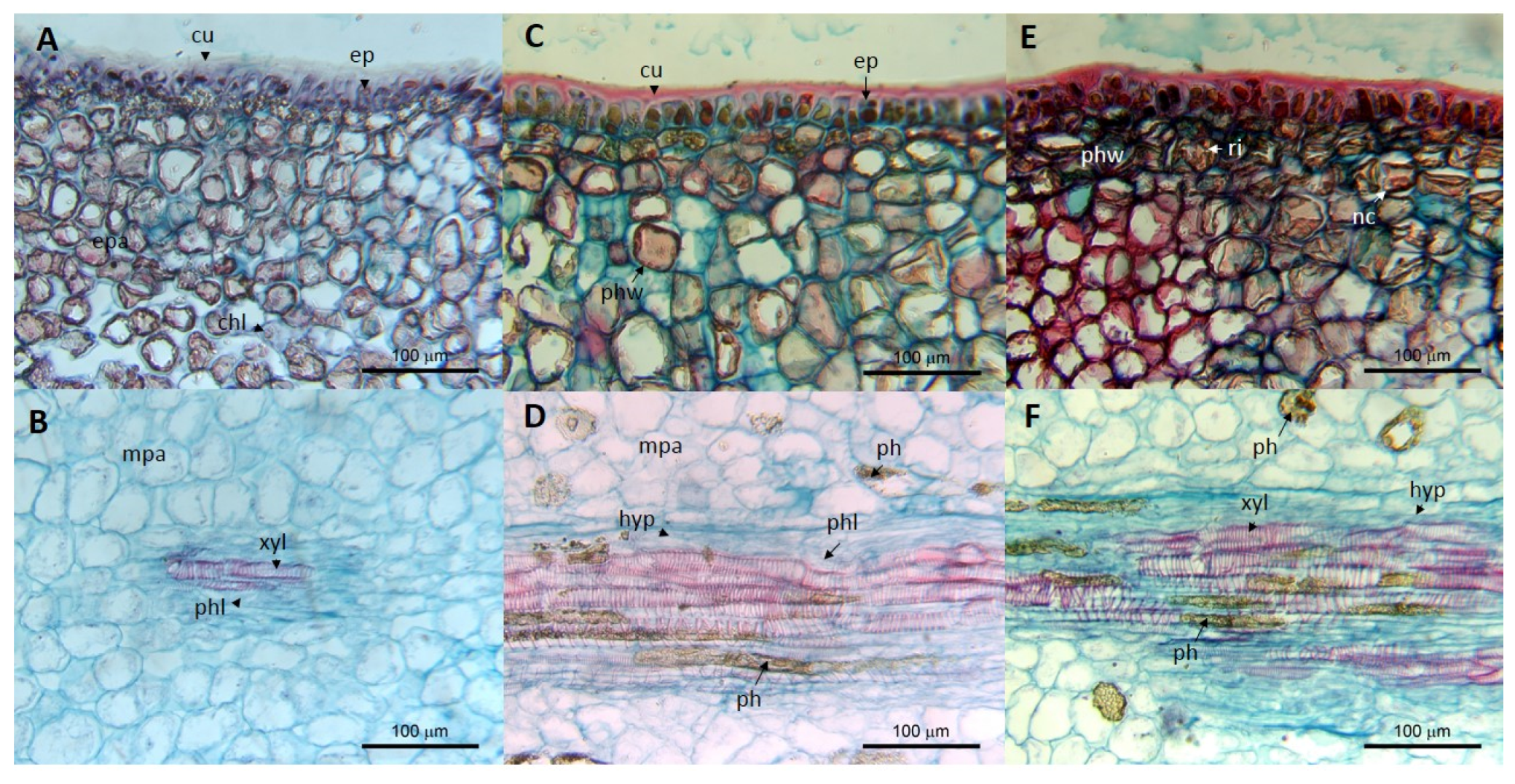 Viruses 11 00491 g003 Viruses 11 00491 g003
