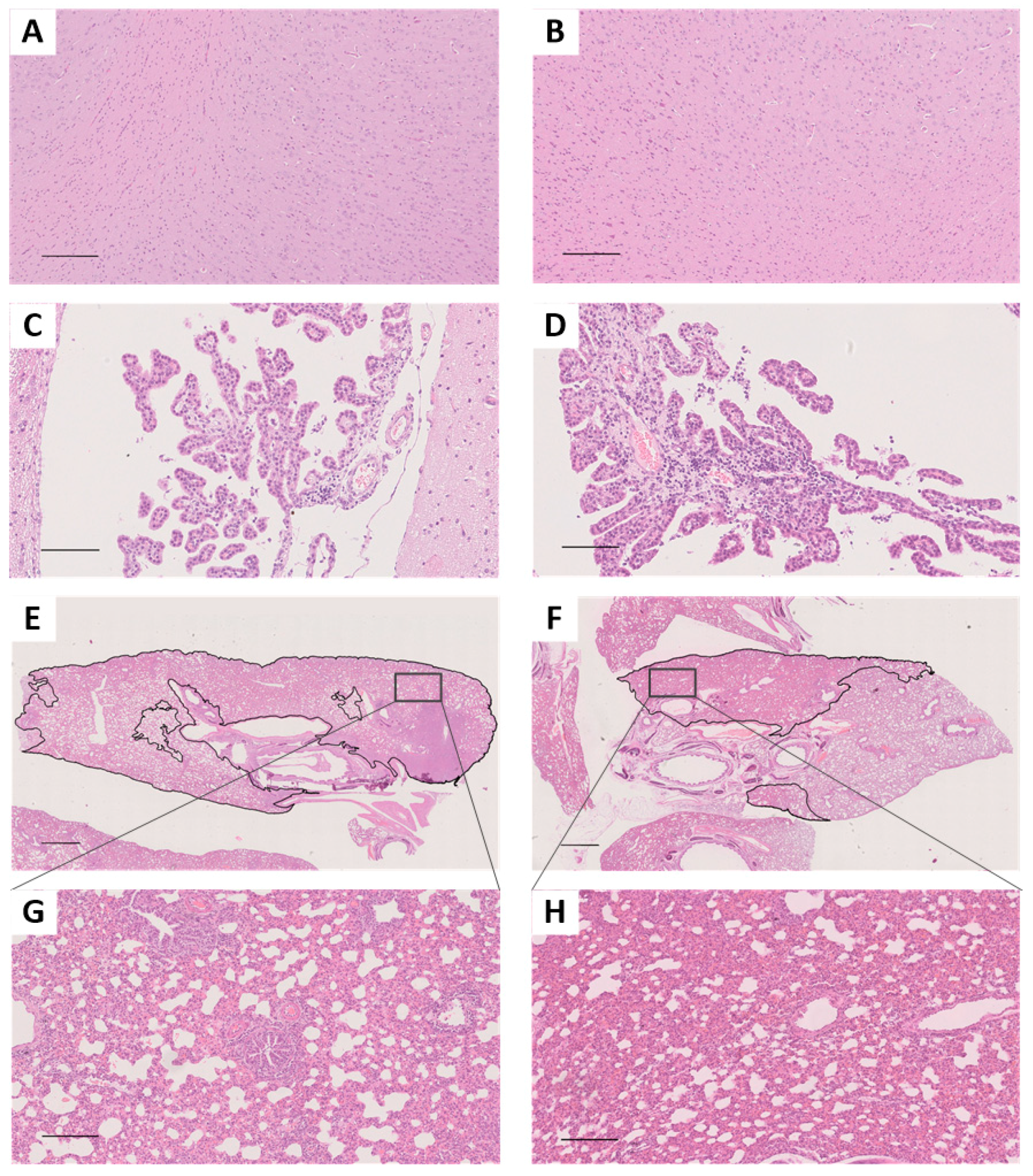 Viruses 11 00494 g002 Viruses 11 00494 g002