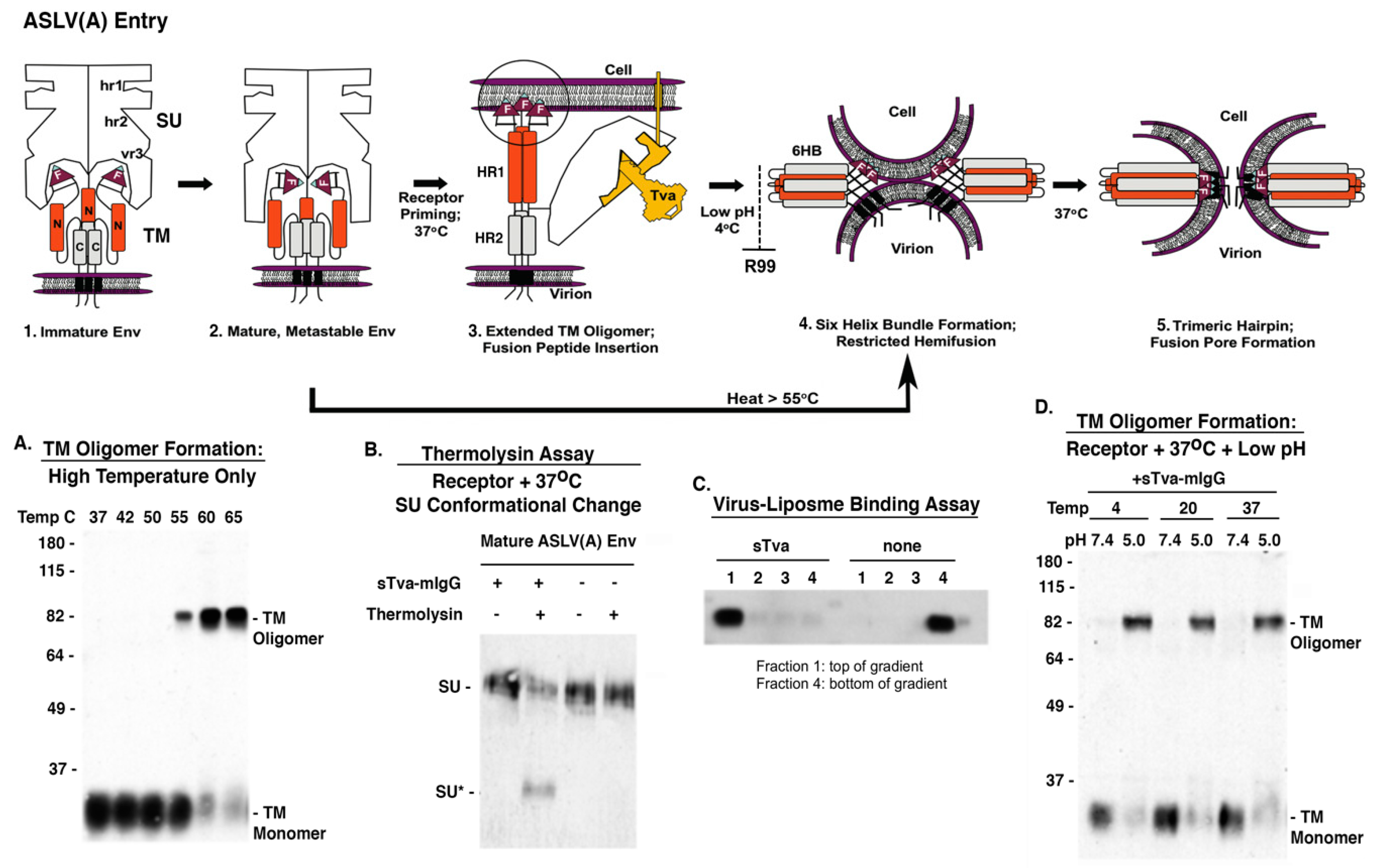 Viruses 11 00497 g007 Viruses 11 00497 g007