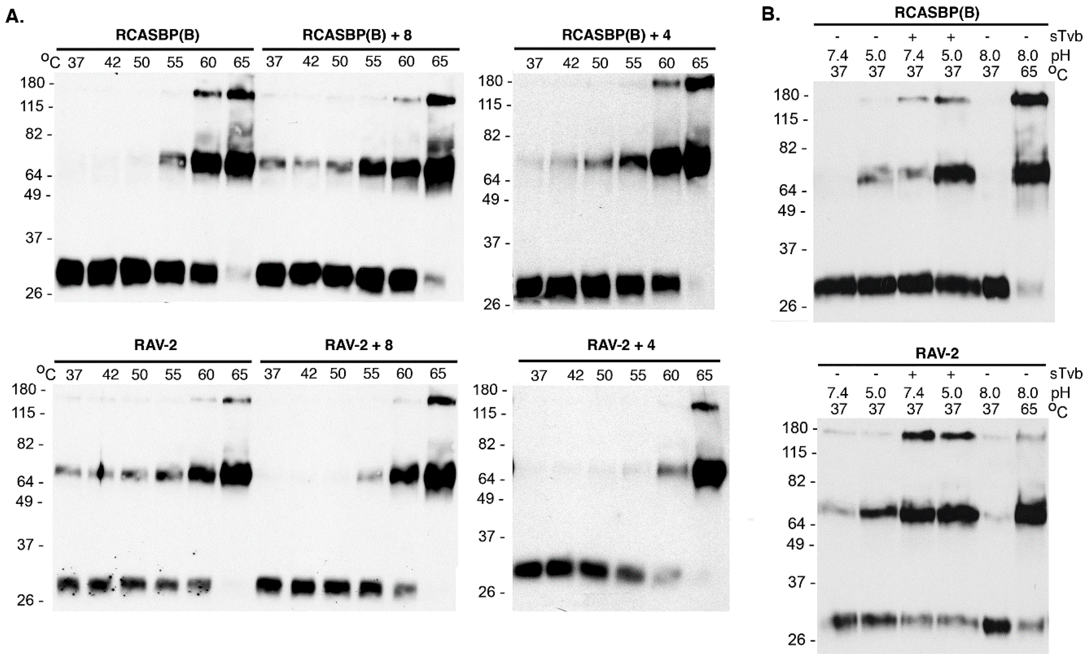 Viruses 11 00500 g005