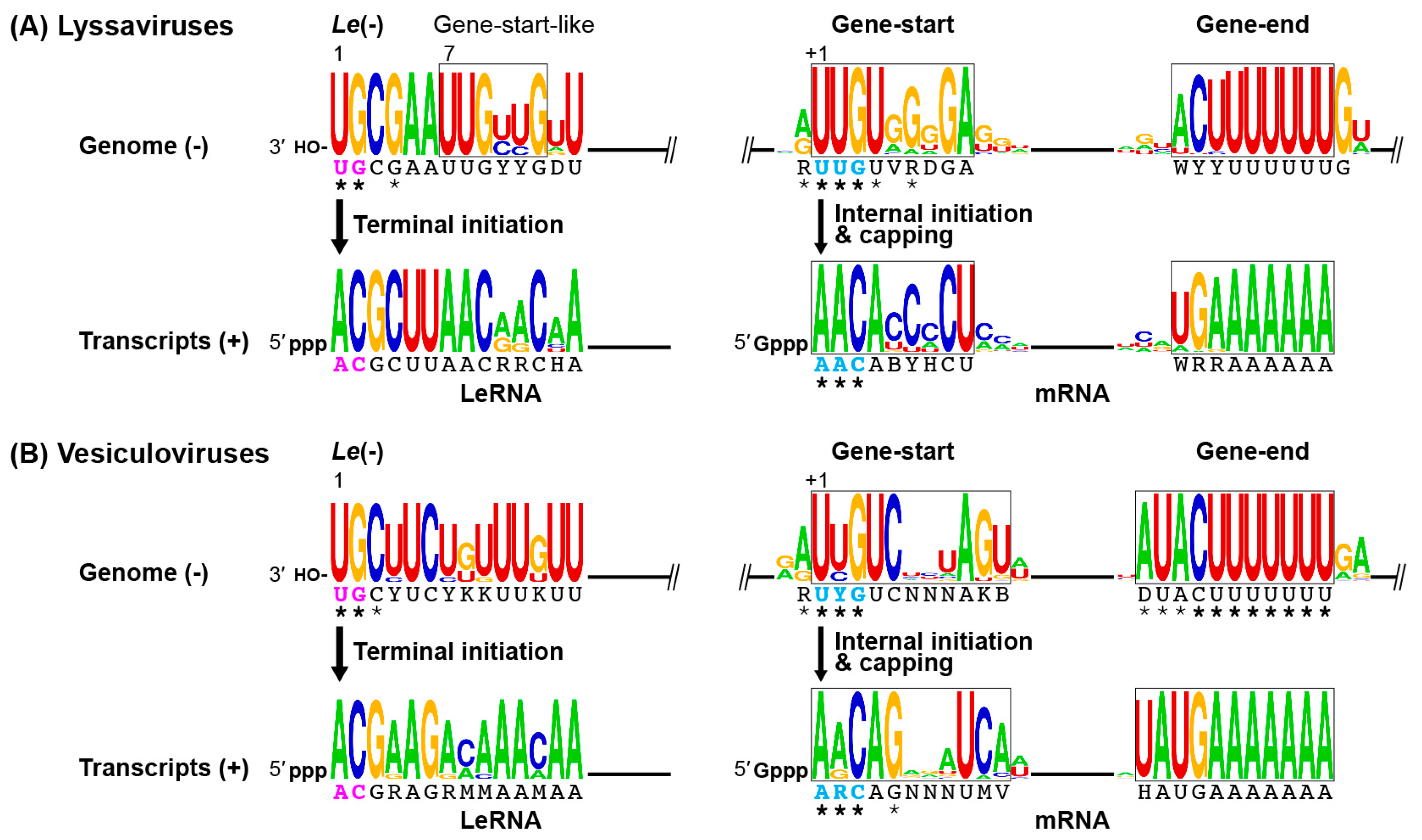 Viruses 11 00504 g002 Viruses 11 00504 g002