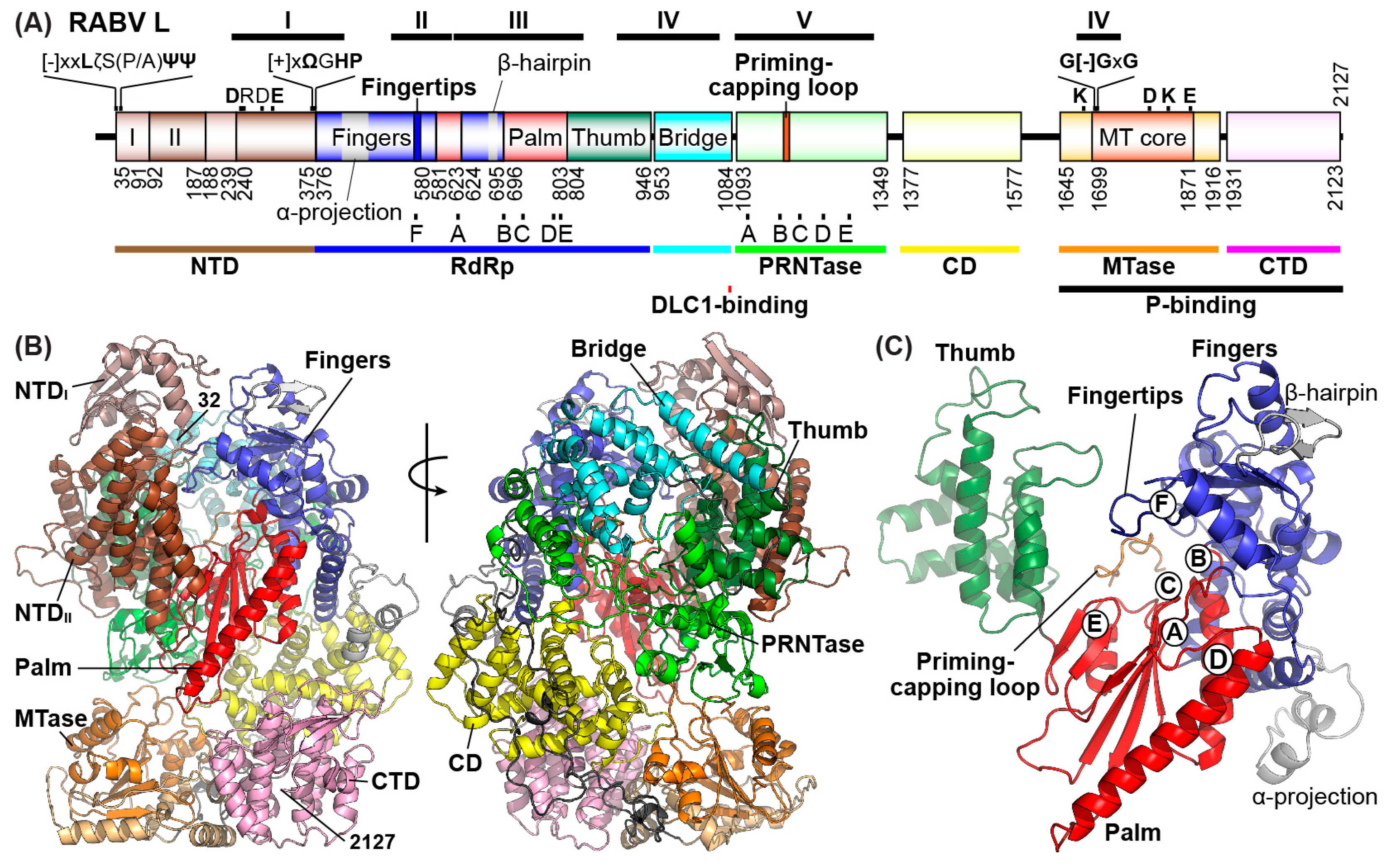 Viruses 11 00504 g004 Viruses 11 00504 g004