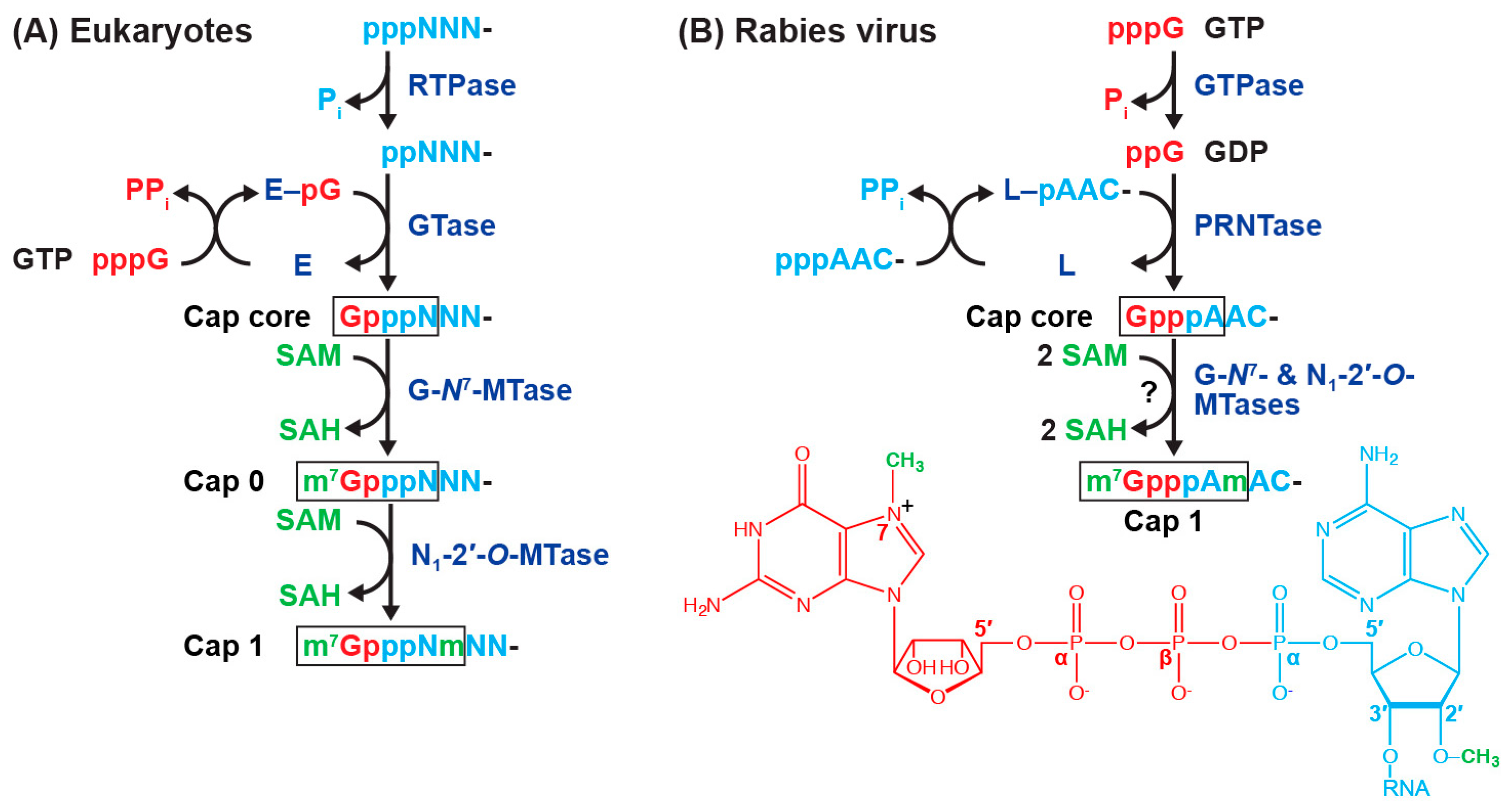 Viruses 11 00504 g005 Viruses 11 00504 g005